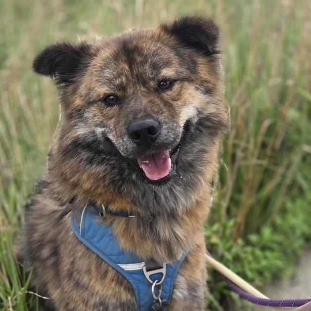 Enlarge Nami, a Adoptable Jindo in Silver Spring, MD image 6/6