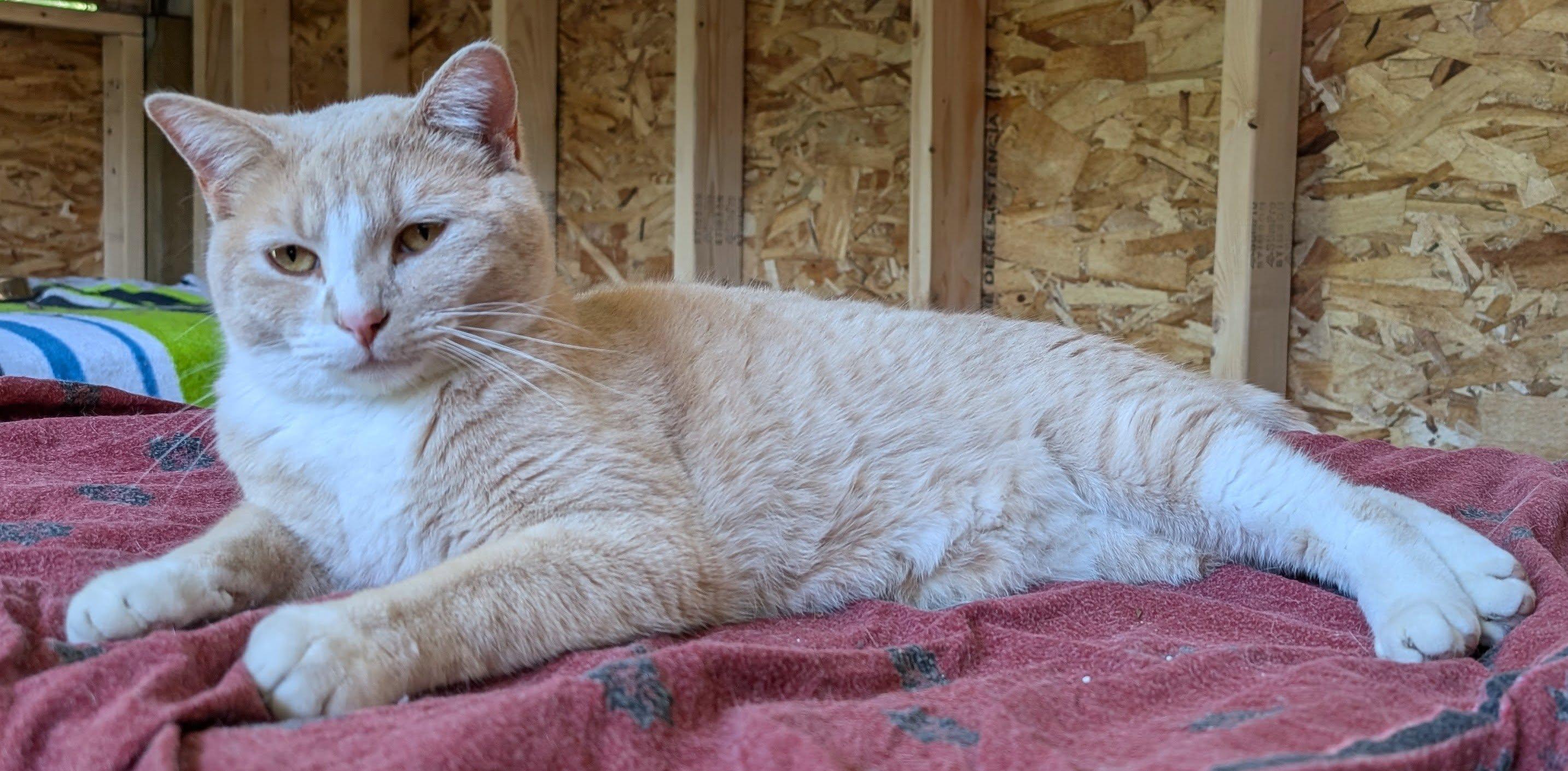 Fred Ziffel, a Adoptable mixed breed in Libby, MT image 1/6