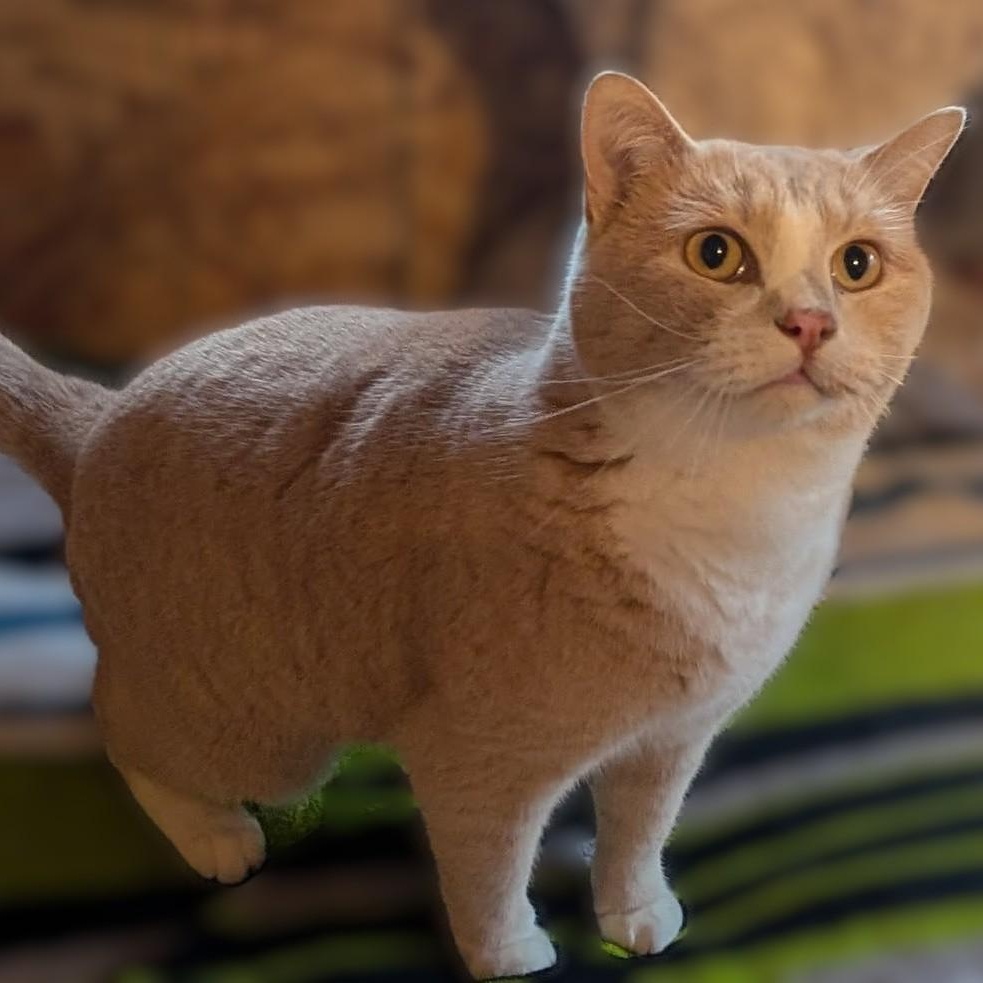 Fred Ziffel, Adoptable, Adult Male Tabby & Domestic Short Hair.