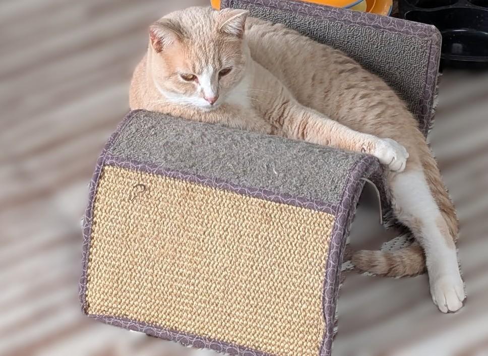 Fred Ziffel, a Adoptable mixed breed in Libby, MT image 4/6