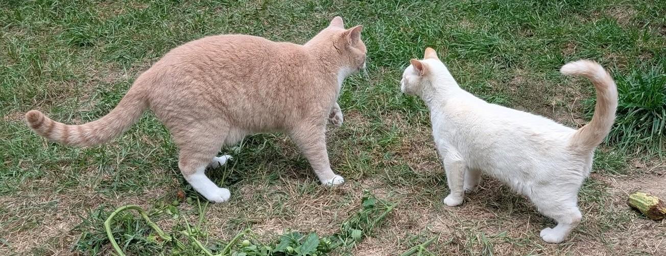 Fred Ziffel, a Adoptable mixed breed in Libby, MT image 2/6