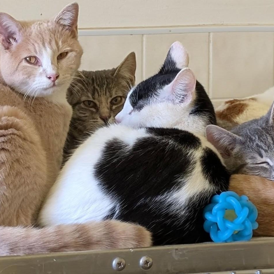 Fred Ziffel, a Adoptable mixed breed in Libby, MT image 6/6