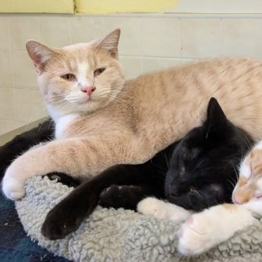 Fred Ziffel, an adoptable Tabby in Libby, MT, 59923 | Photo Image 5