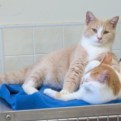 Fred Ziffel, a Adoptable mixed breed in Libby, MT image 5/6