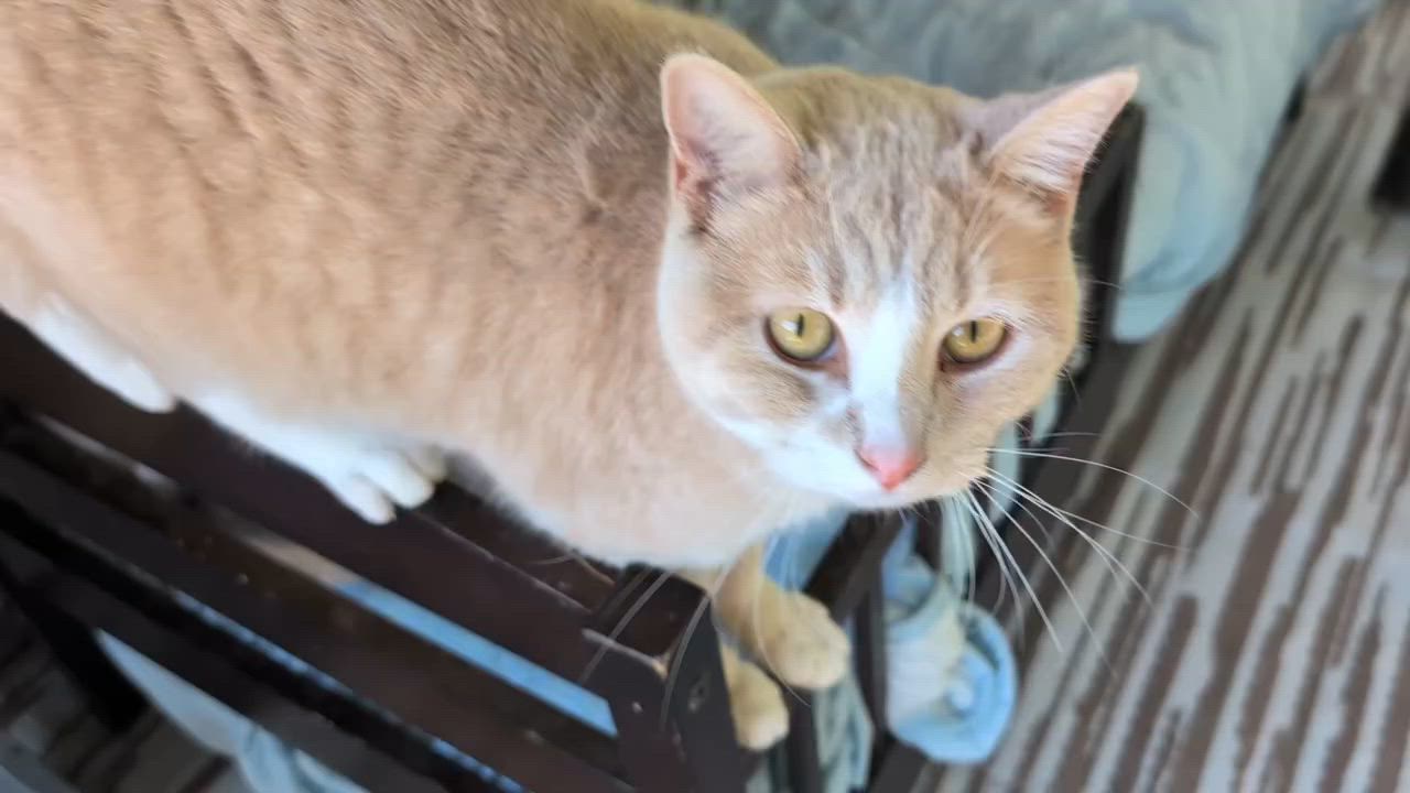 Enlarge Fred Ziffel, a Adoptable mixed breed in Libby, MT video 3/6