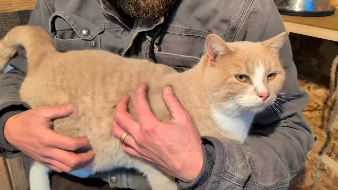 Enlarge Fred Ziffel, a Adoptable mixed breed in Libby, MT video 2/6