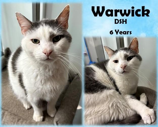 Enlarge Warwick, a Adoptable Domestic Short Hair in Franklin, IN image 1/1