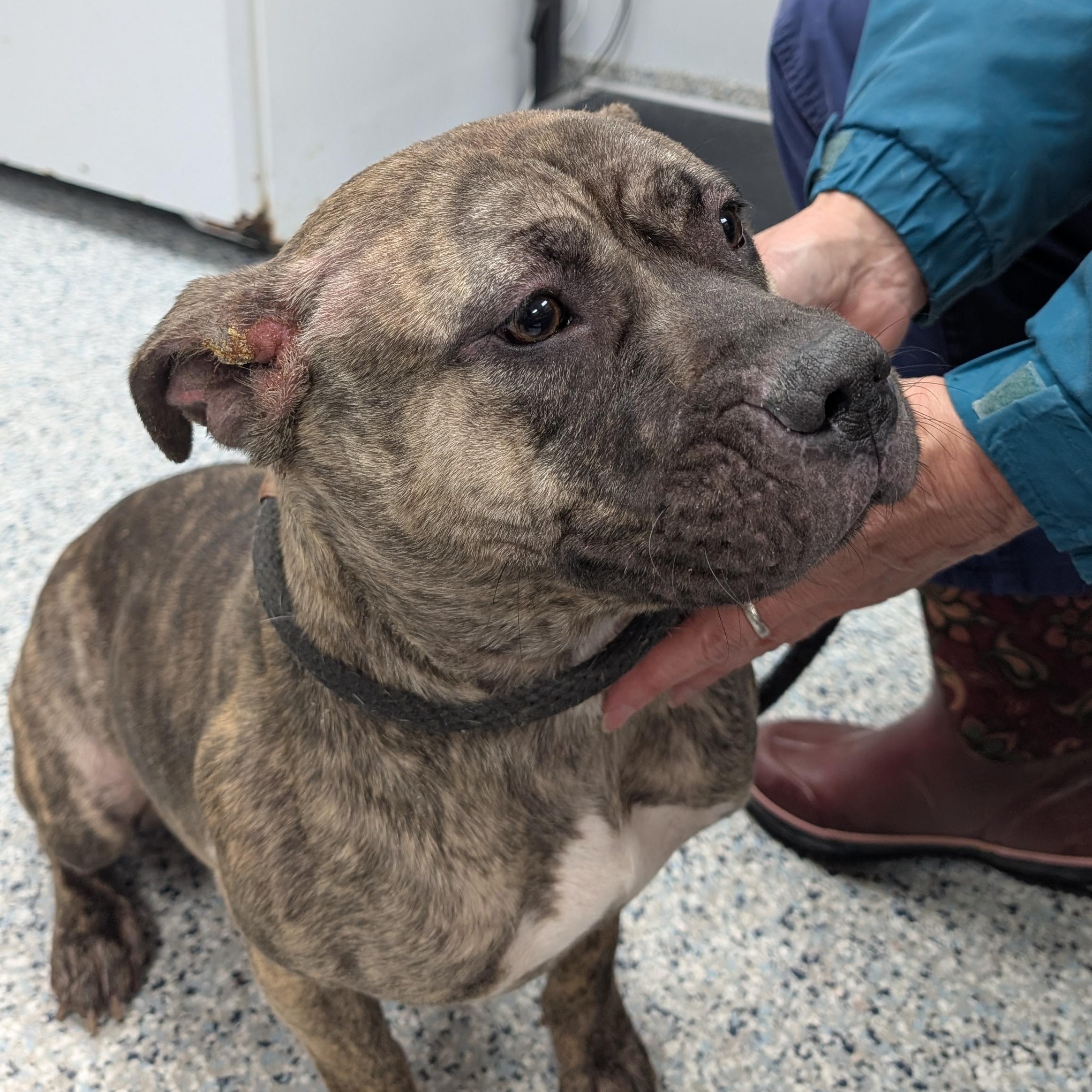 Enlarge 187732  Hope "Special Needs", a ADOPTABLE Pit Bull Terrier in Ravenna, OH image 1/4