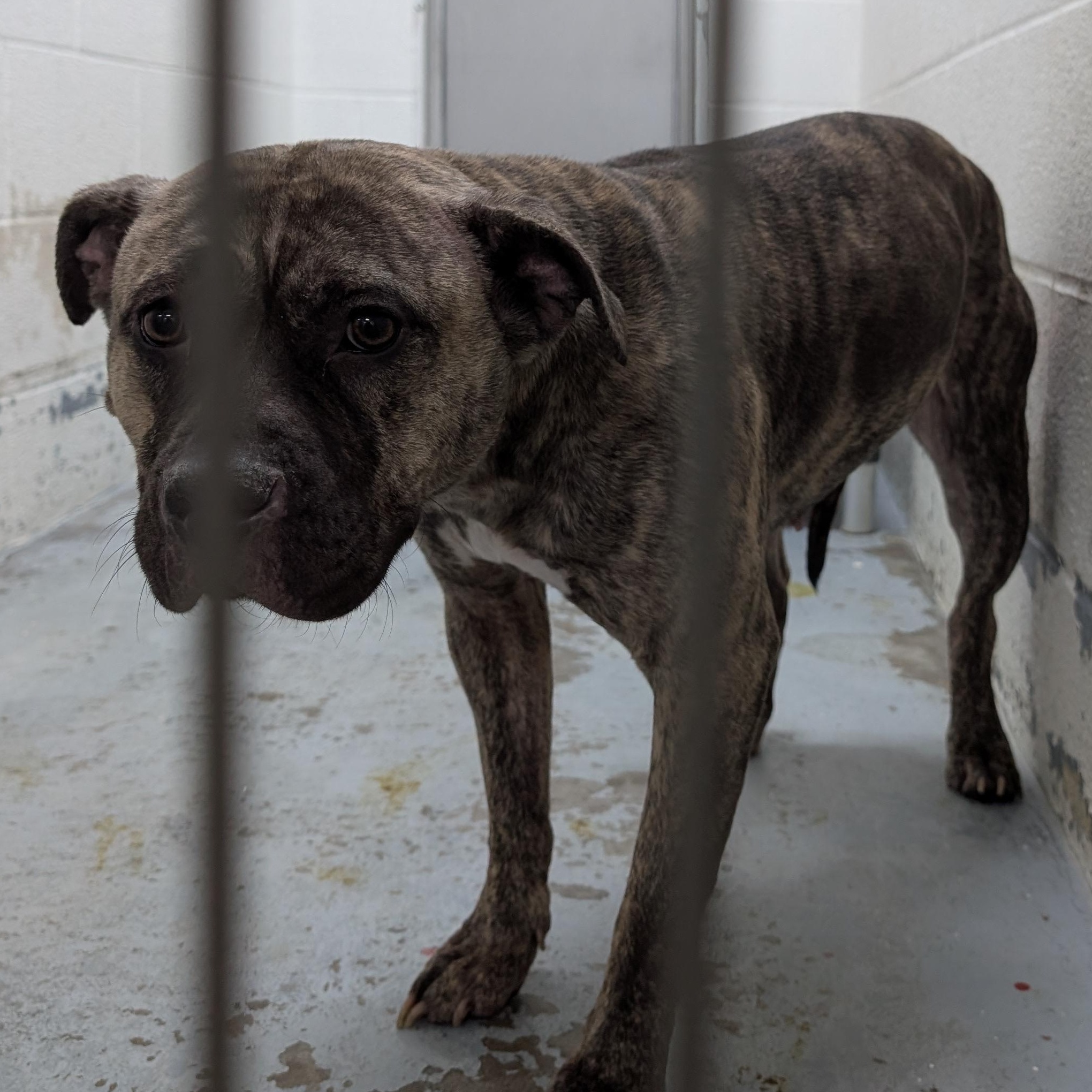 187732  LOOKING FOR OWNER, ADOPTABLE, Adult Female Pit Bull Terrier.