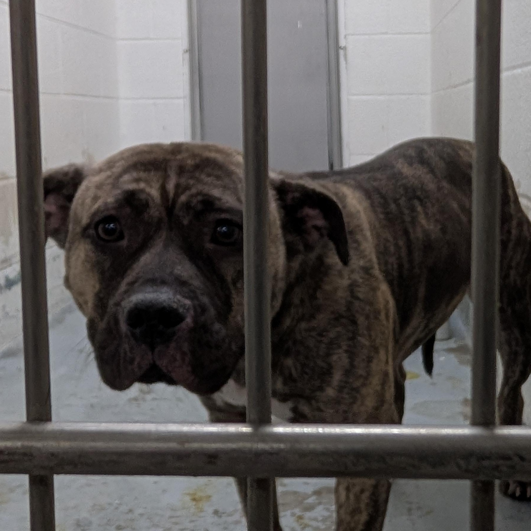 Enlarge 187732  LOOKING FOR OWNER, a ADOPTABLE Pit Bull Terrier in Ravenna, OH image 2/3