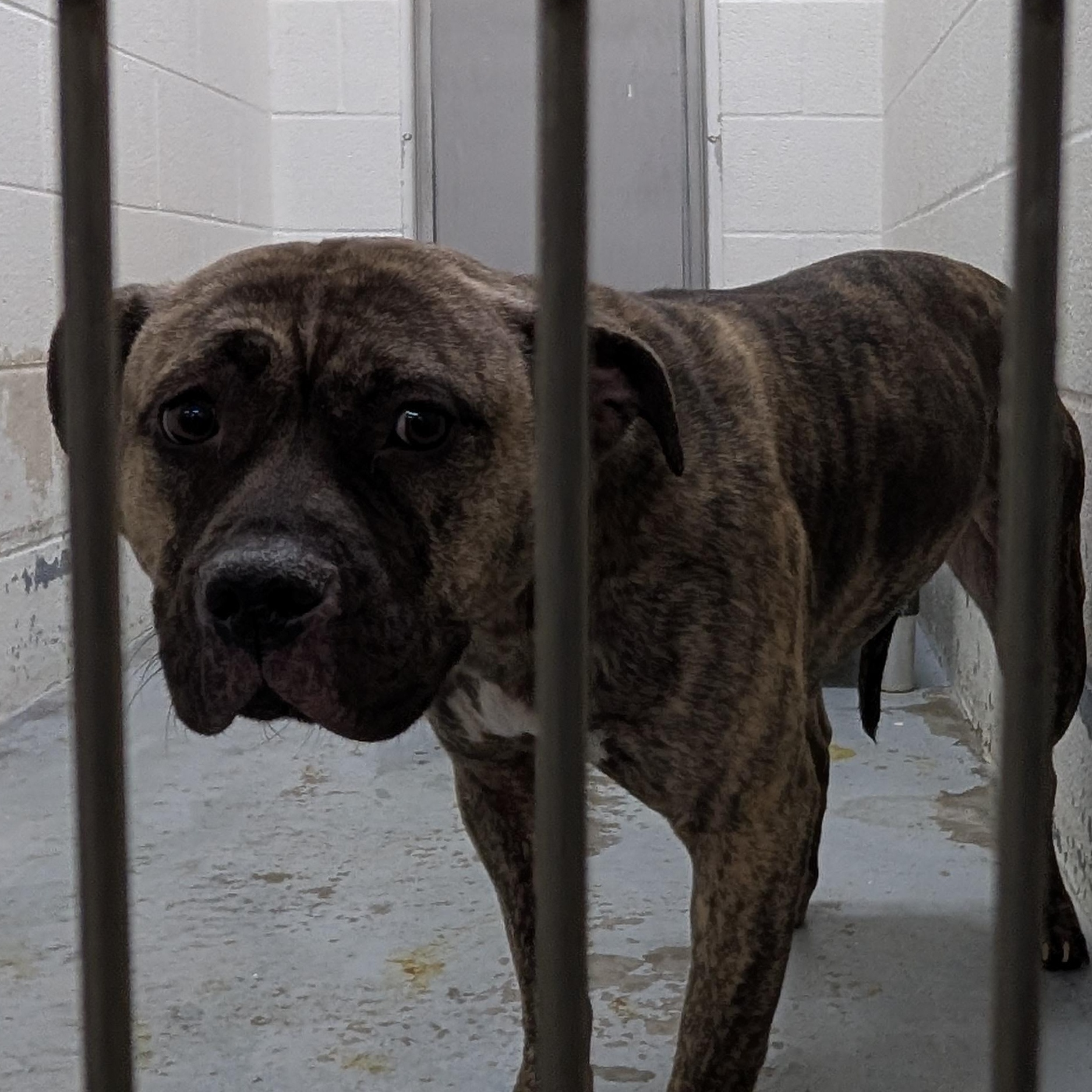 Enlarge 187732  LOOKING FOR OWNER, a ADOPTABLE Pit Bull Terrier in Ravenna, OH image 3/3