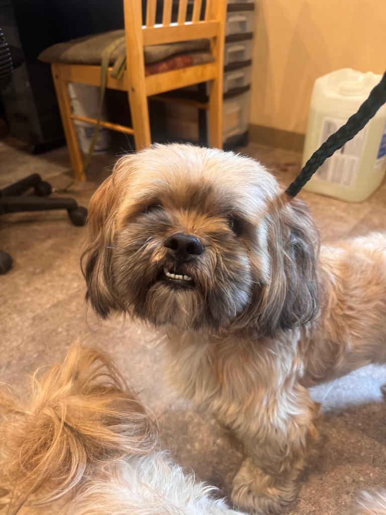 Enlarge Dos, a Adopted Shih Tzu in Pottsville, PA image 1/1
