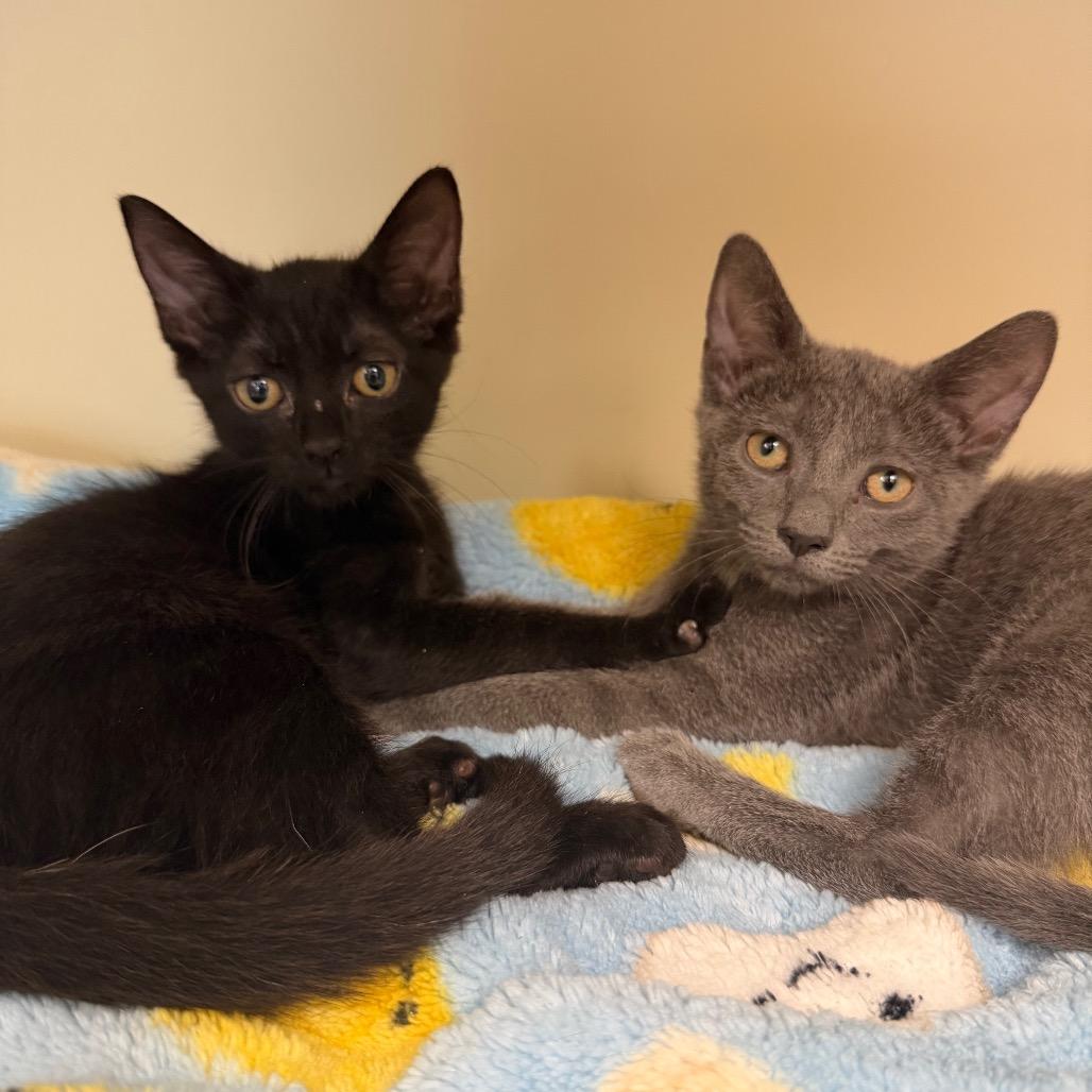 Enlarge Dolly, a Adoptable Domestic Short Hair in Port Richey, FL image 1/2