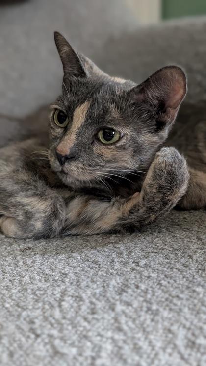 Enlarge Blossom, a Adoptable Dilute Tortoiseshell in Belleville, MI image 1/2