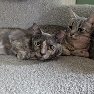 Enlarge Blossom, a Adoptable Dilute Tortoiseshell in Belleville, MI image 2/2