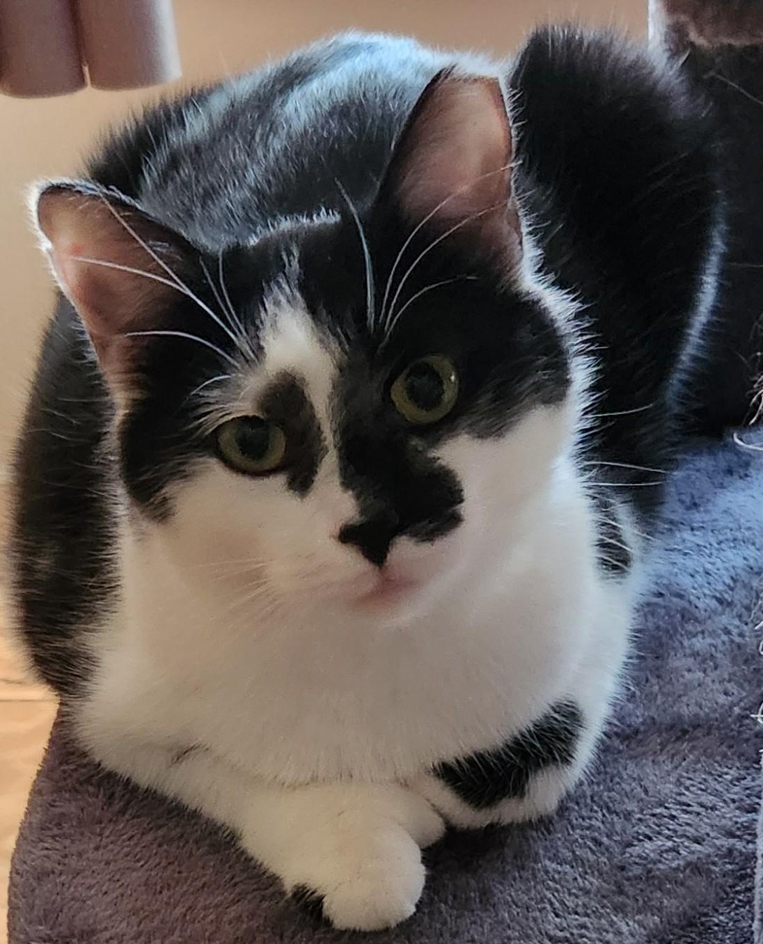 Enlarge M. Kors & Tory (Bonded Pair), a Adoptable Domestic Short Hair in Solon, OH image 6/6