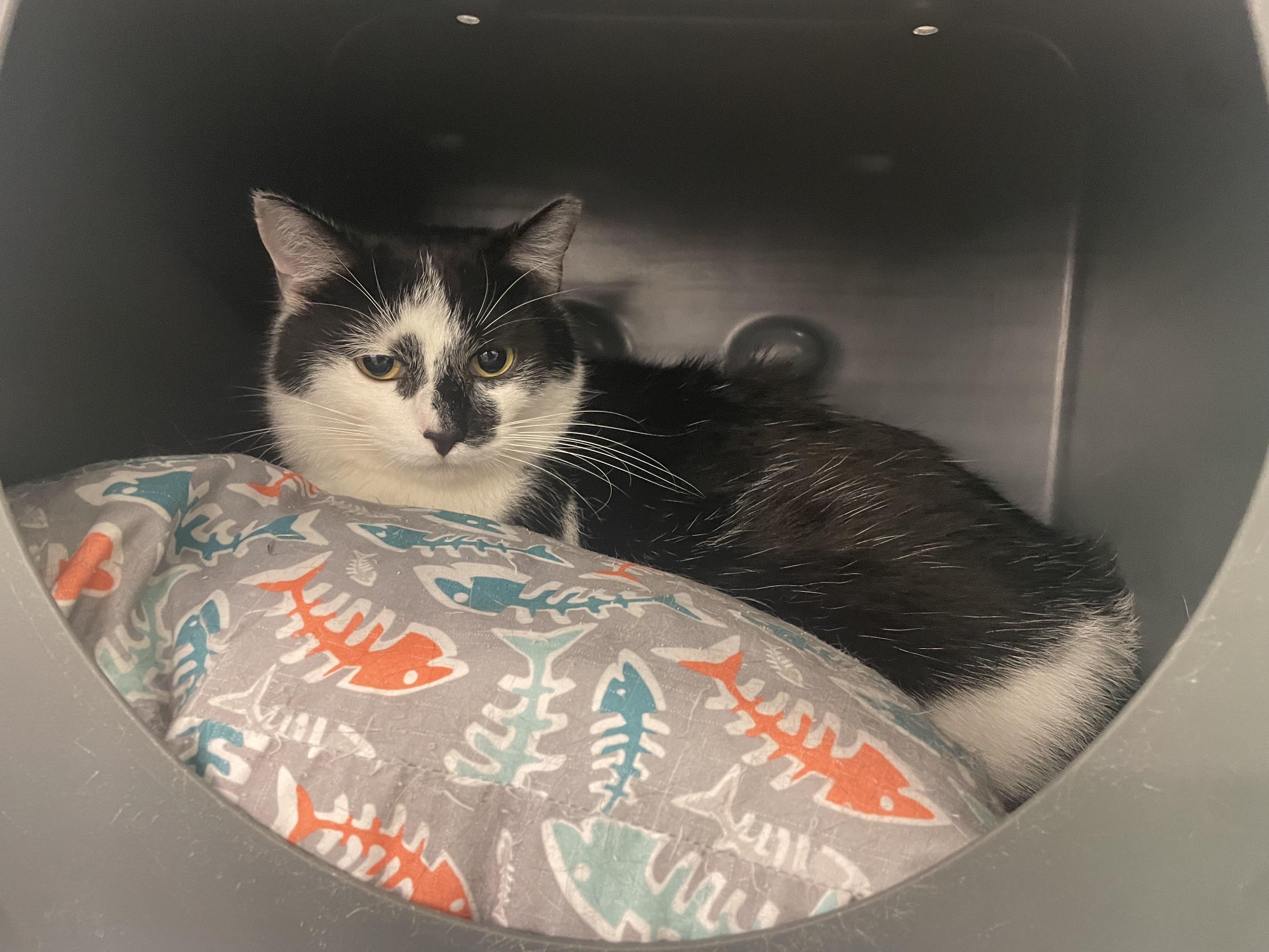 Enlarge M. Kors & Tory (Bonded Pair), a Adoptable Domestic Short Hair in Solon, OH image 4/6