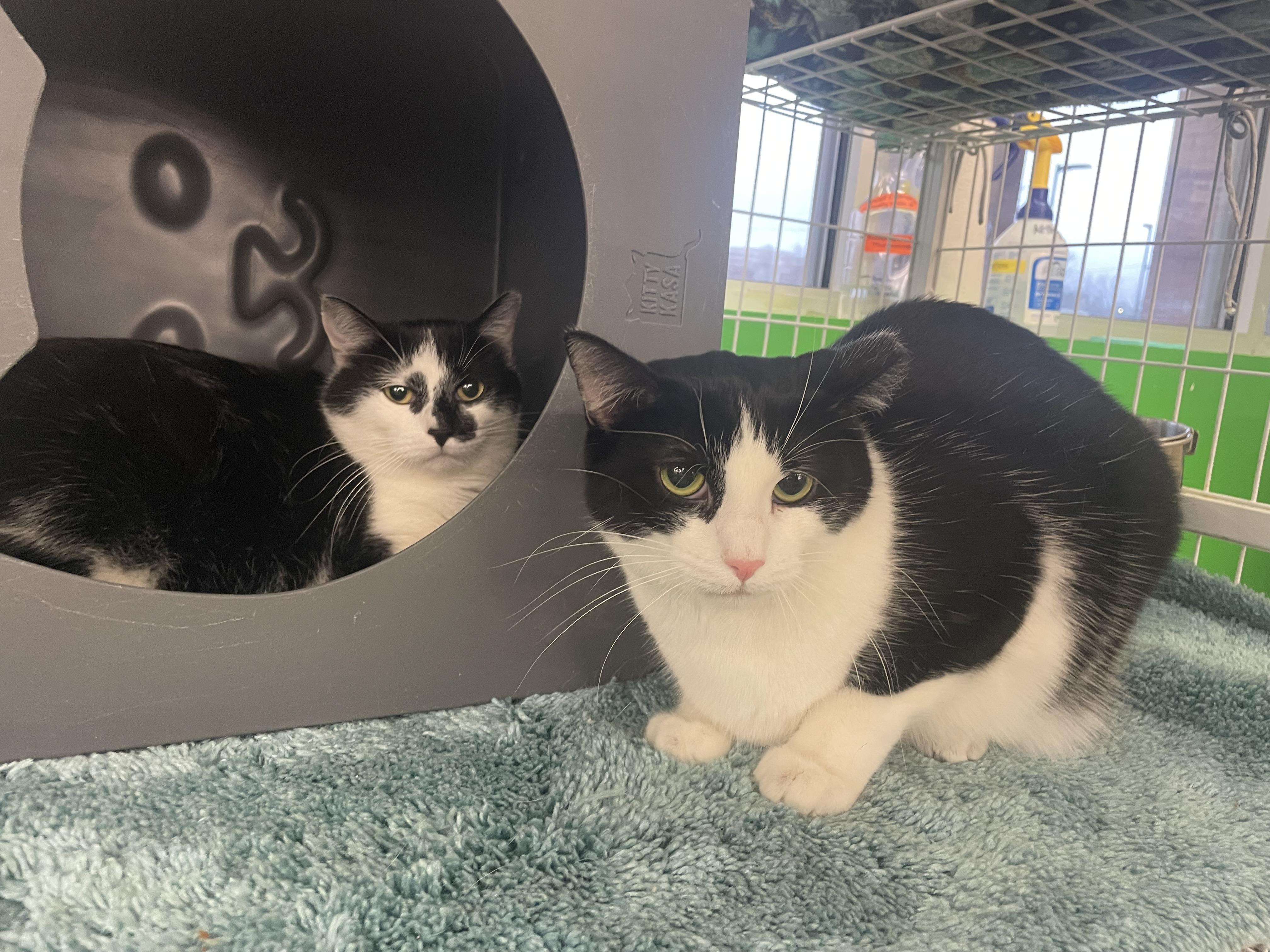 M. Kors & Tory (Bonded Pair), Adoptable, Adult Male Domestic Short Hair.