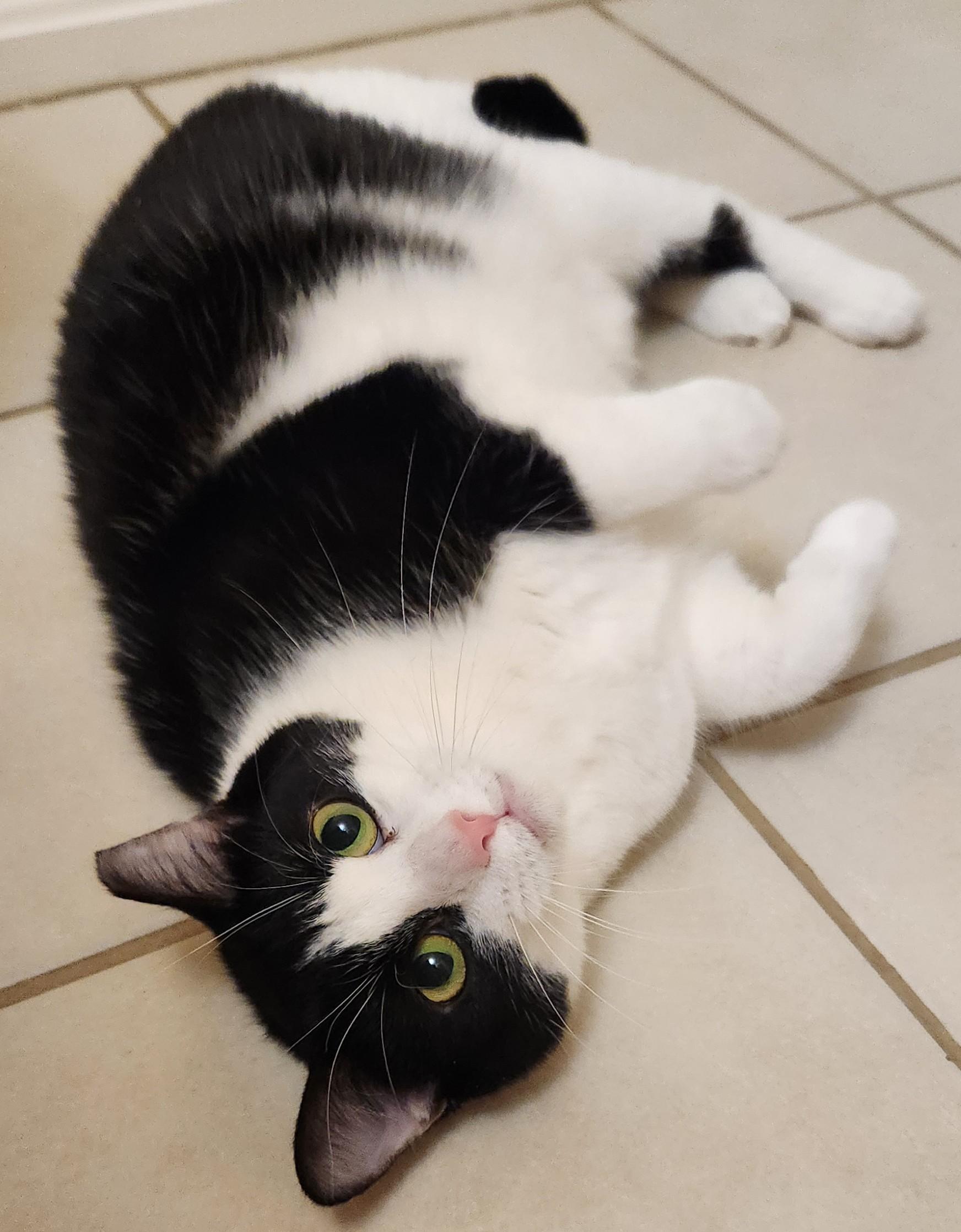 Enlarge M. Kors & Tory (Bonded Pair), a Adoptable Domestic Short Hair in Solon, OH image 5/6