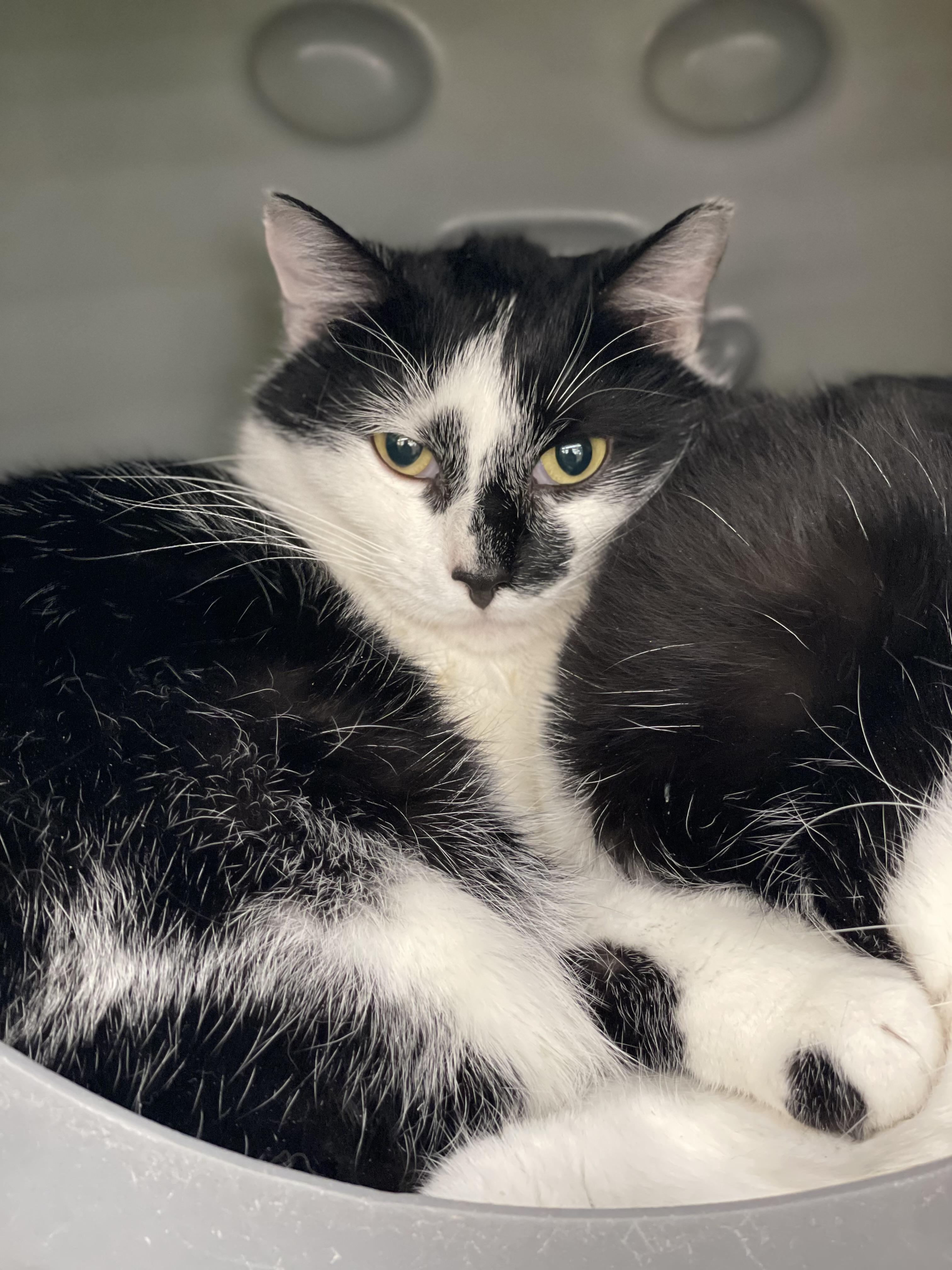 Enlarge M. Kors & Tory (Bonded Pair), a Adoptable Domestic Short Hair in Solon, OH image 2/6