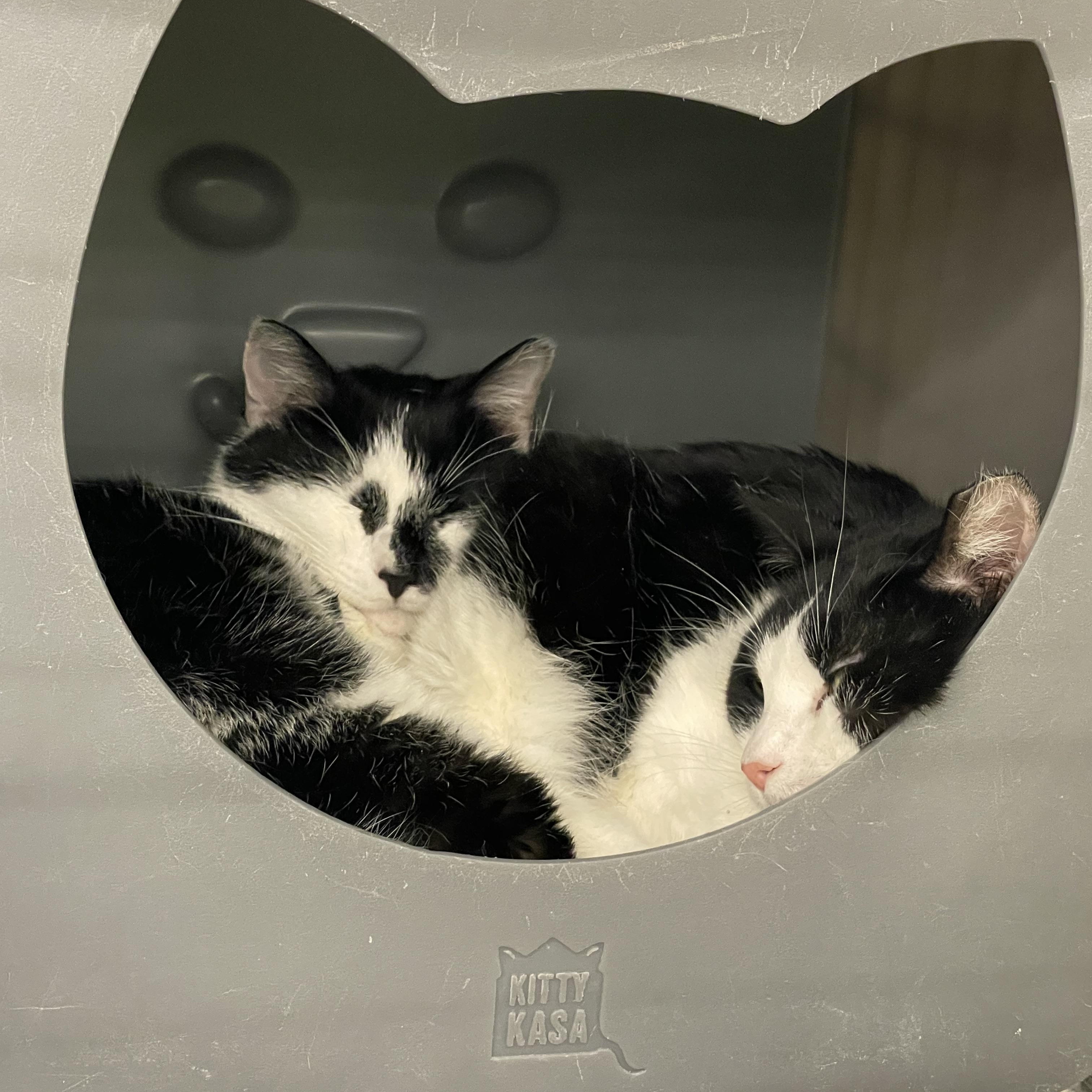 Enlarge M. Kors & Tory (Bonded Pair), a Adoptable Domestic Short Hair in Solon, OH image 3/6