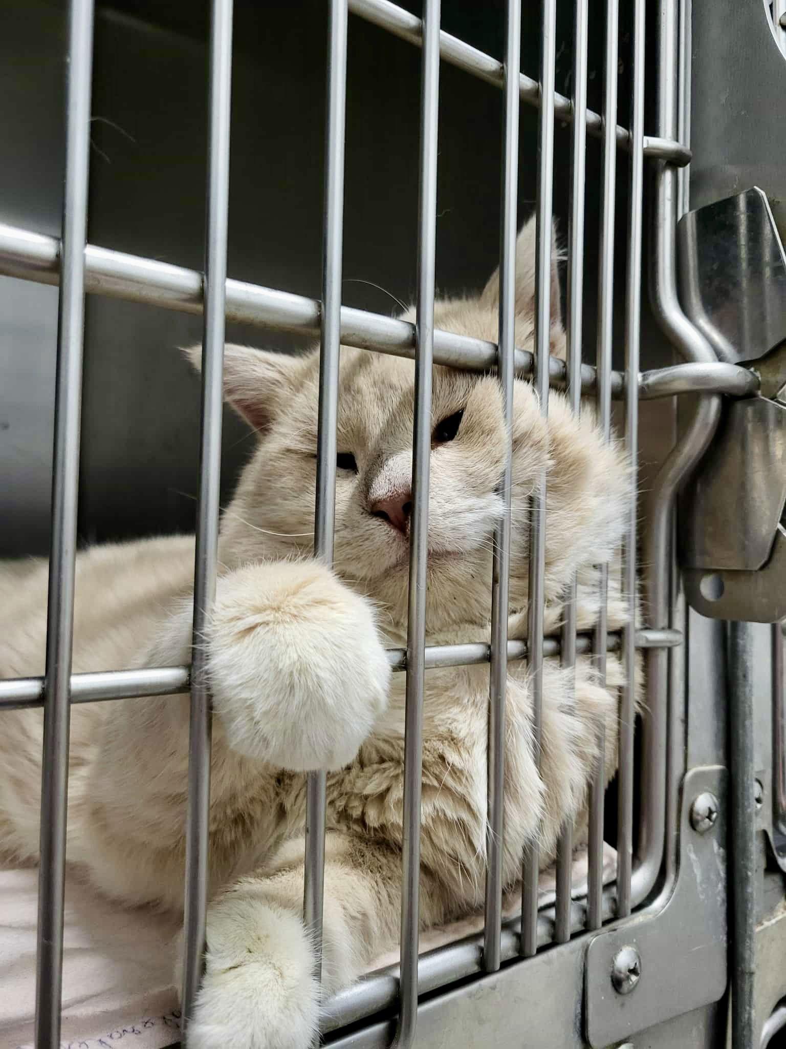 King, Adopted, Adult Male Domestic Short Hair.