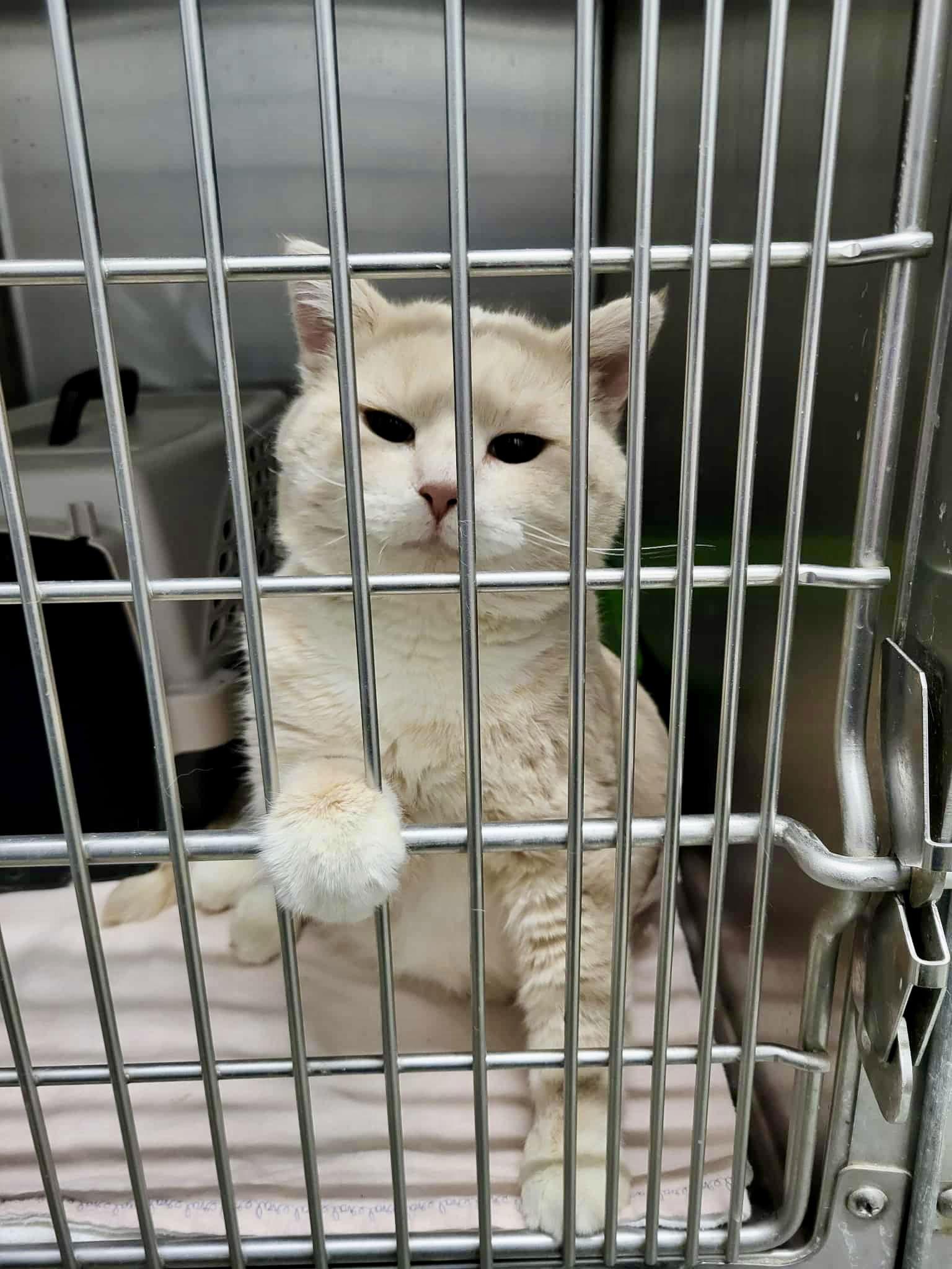 King, a Adopted Domestic Short Hair in Detroit Lakes, MN image 2/3