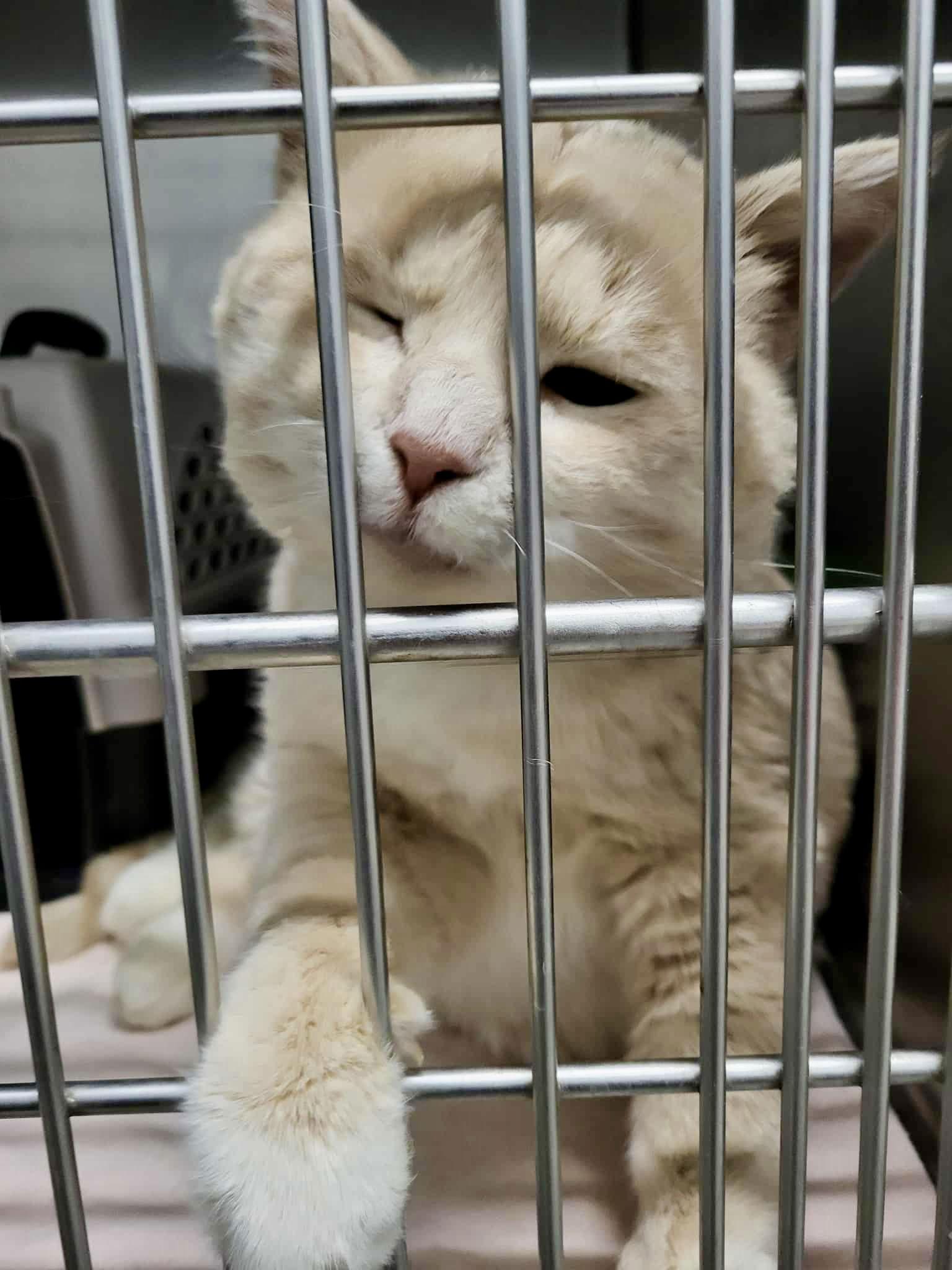 King, a Adopted Domestic Short Hair in Detroit Lakes, MN image 3/3