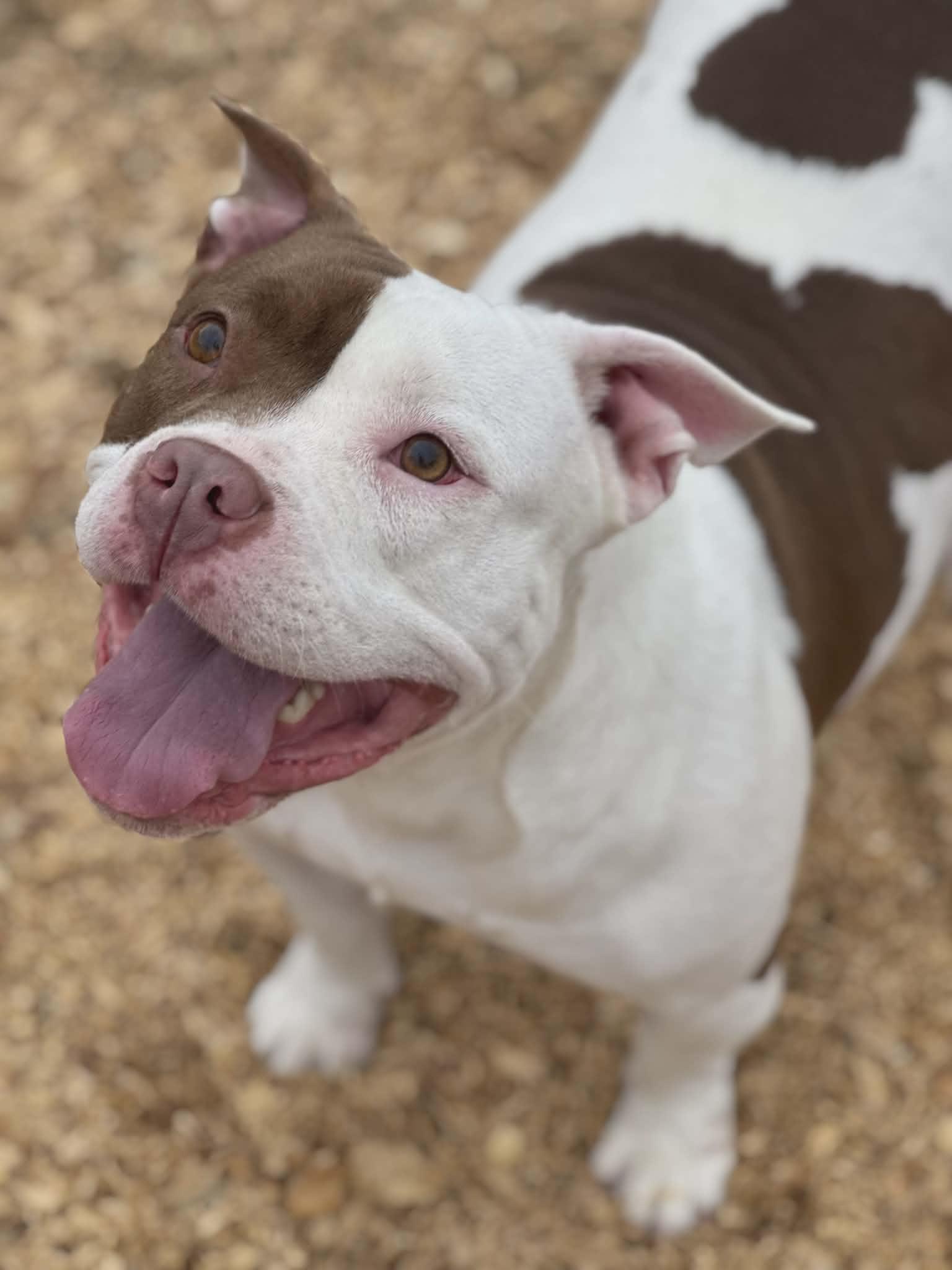 Petunia (Scott-Fostered in TN), a ADOPTABLE American Bully in Brooklyn, CT image 2/6