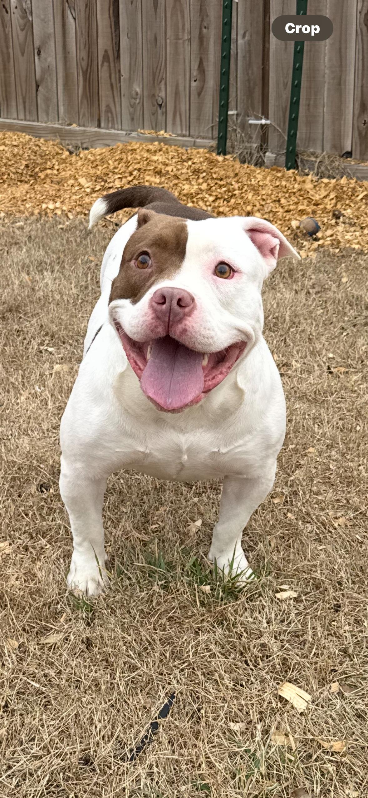 Petunia (Scott-Fostered in TN), a ADOPTABLE American Bully in Brooklyn, CT image 6/6