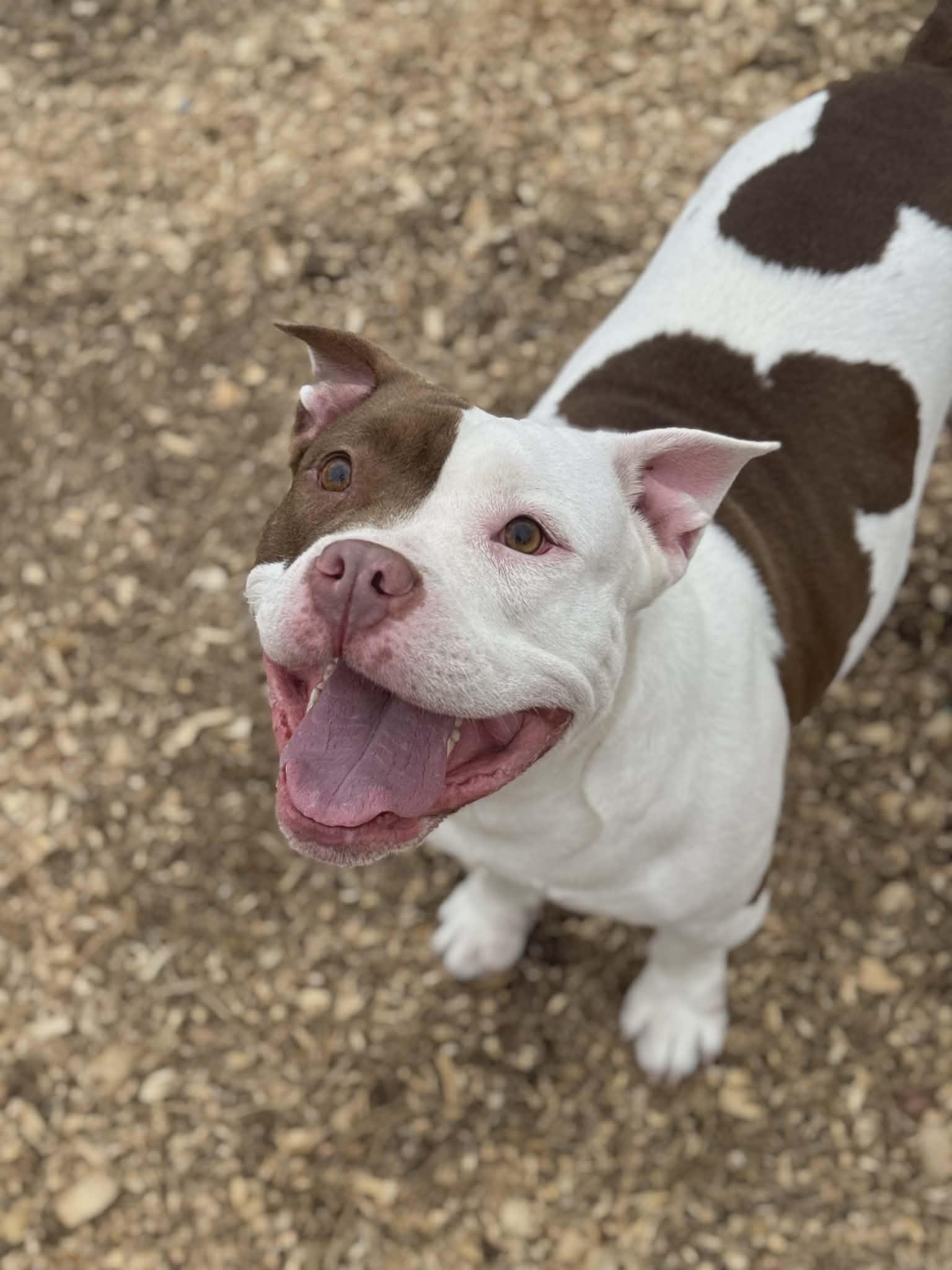 Petunia (Scott-Fostered in TN), a ADOPTABLE American Bully in Brooklyn, CT image 4/6