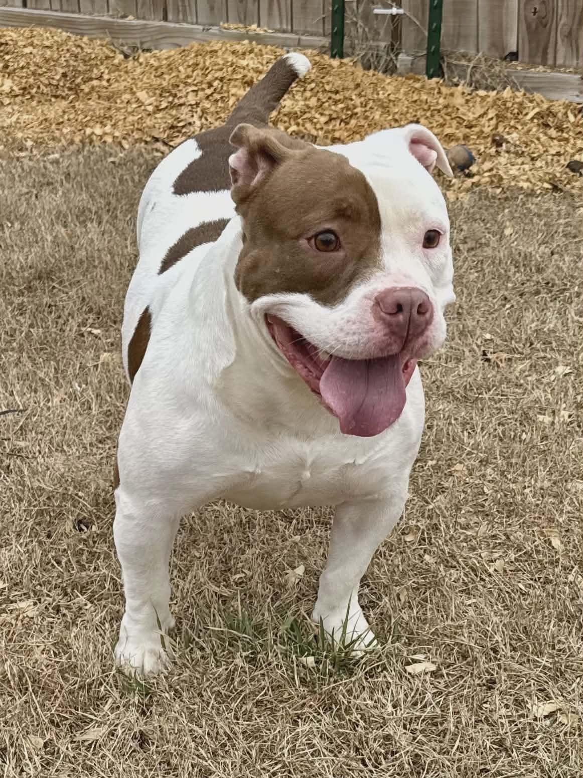 Petunia (Scott-Fostered in TN), ADOPTABLE, Adult Female American Bully.
