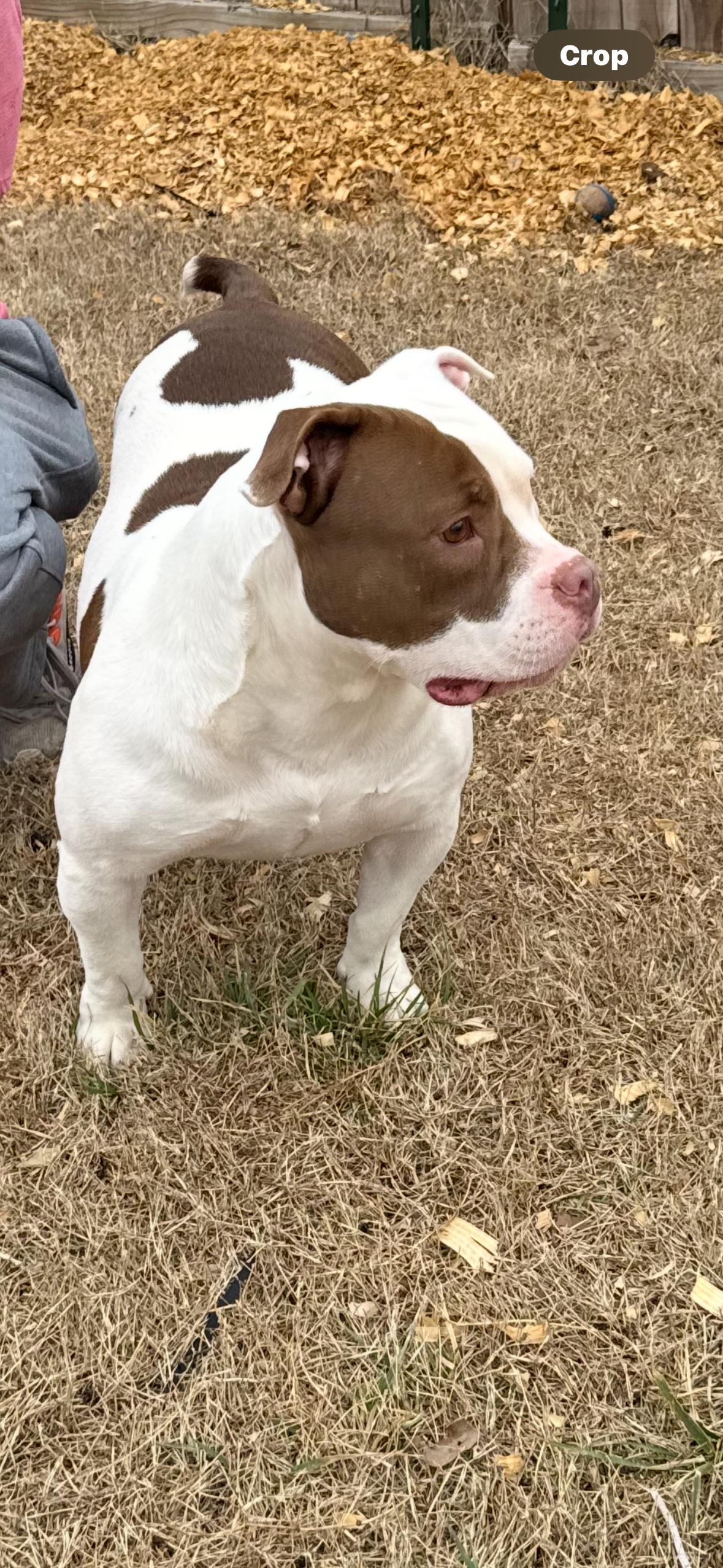 Petunia (Scott-Fostered in TN), a ADOPTABLE American Bully in Brooklyn, CT image 5/6