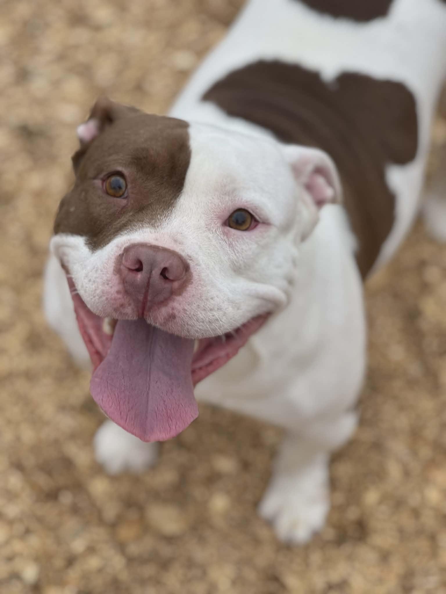 Petunia (Scott-Fostered in TN), a ADOPTABLE American Bully in Brooklyn, CT image 3/6