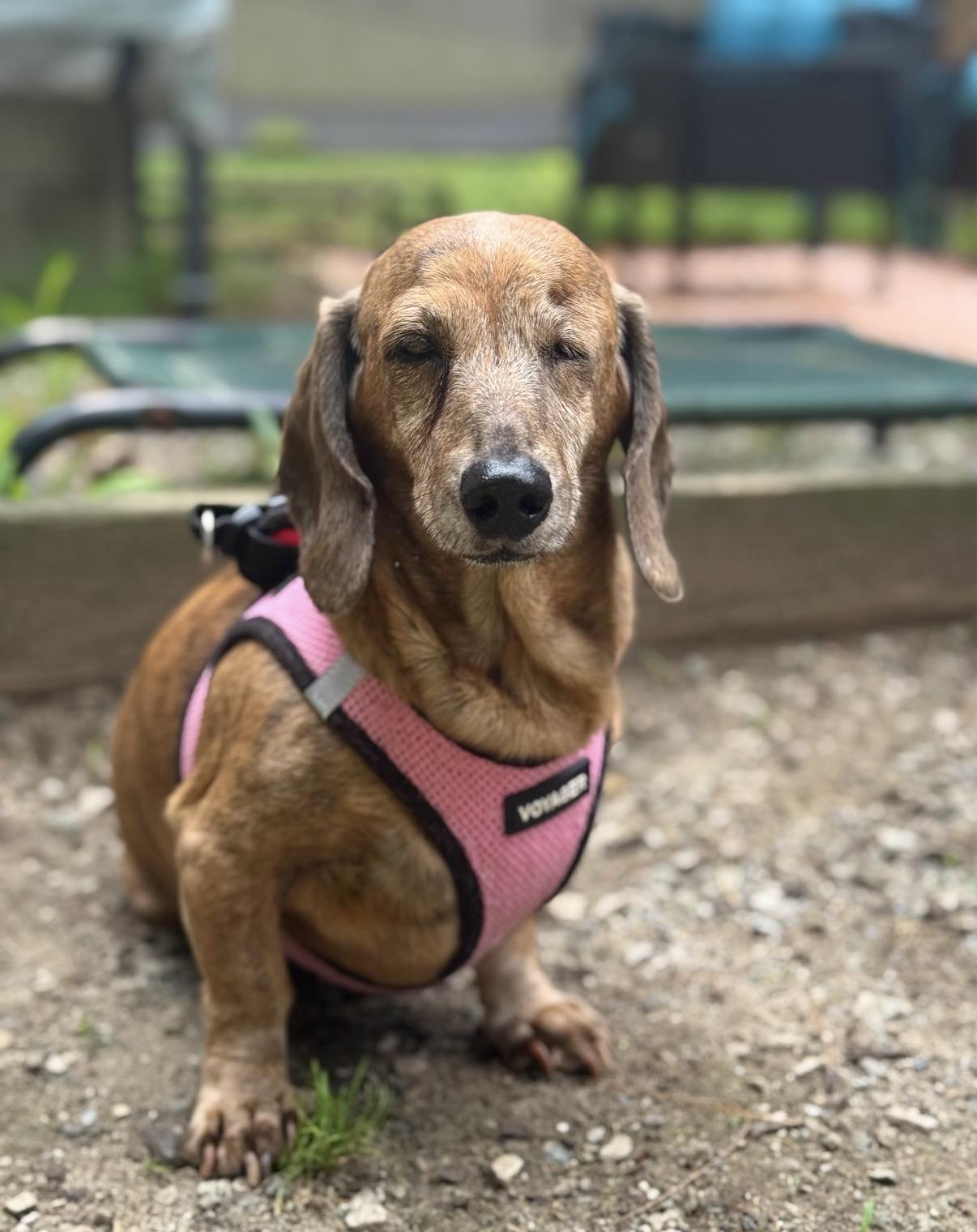 Annie, adopted, Senior Female Dachshund.
