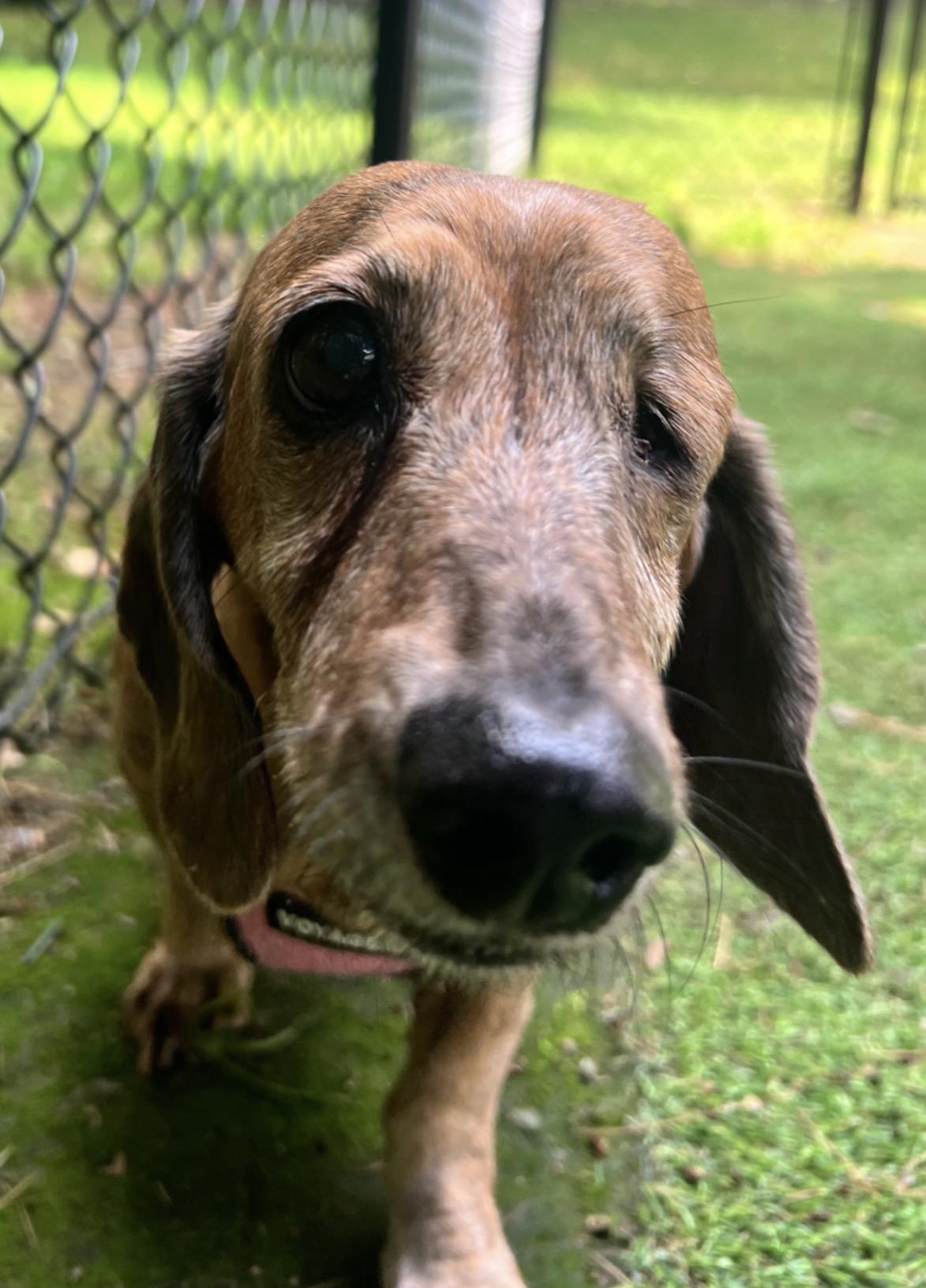 Enlarge Annie, an adopted Dachshund in Foster, RI image 3/5