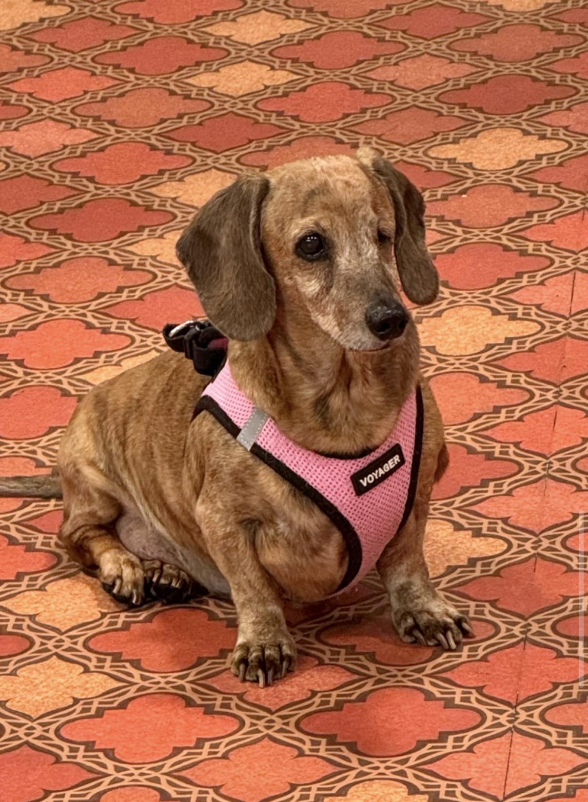 Enlarge Annie, an adopted Dachshund in Foster, RI image 5/5
