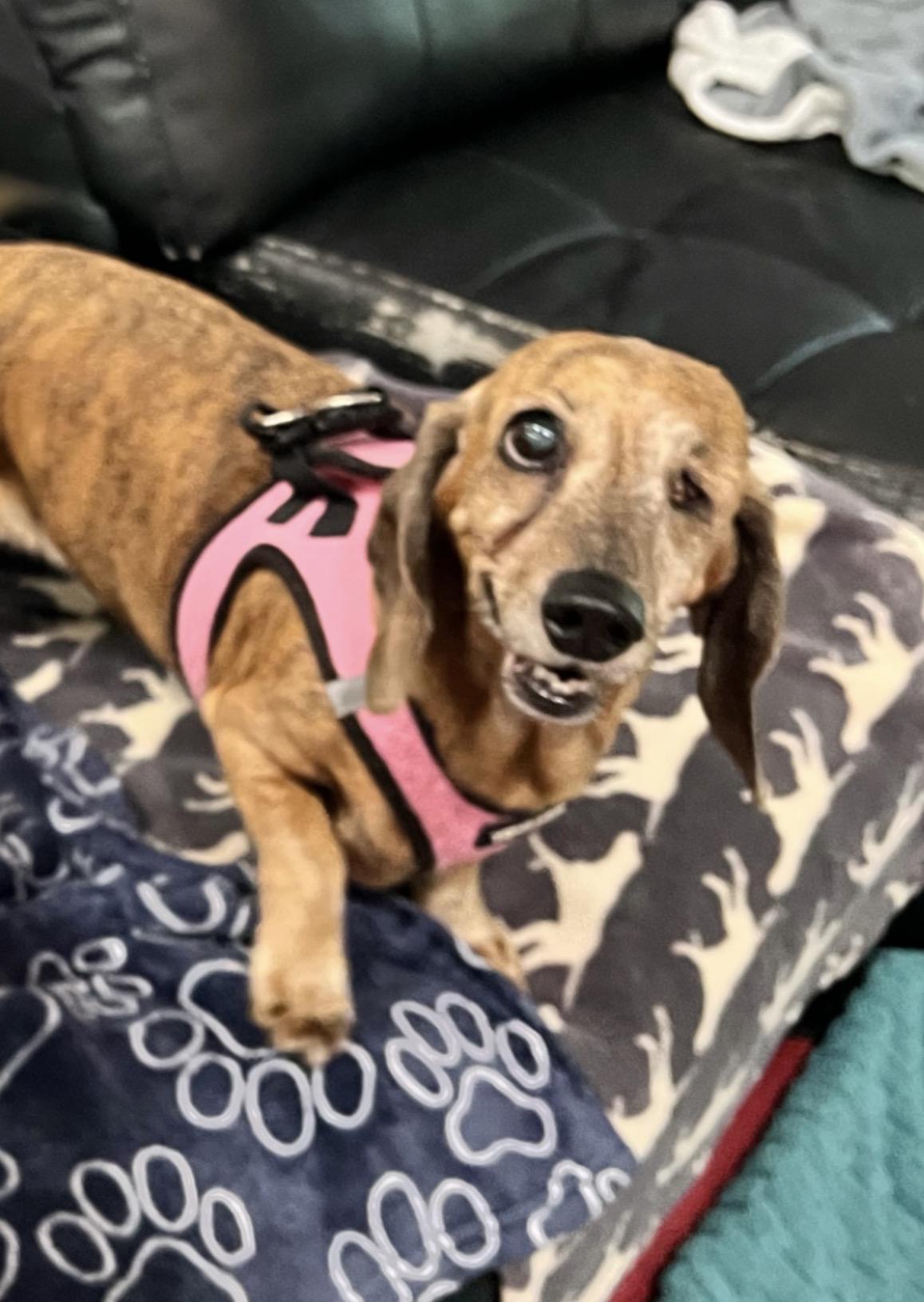 Enlarge Annie, an adopted Dachshund in Foster, RI image 4/5
