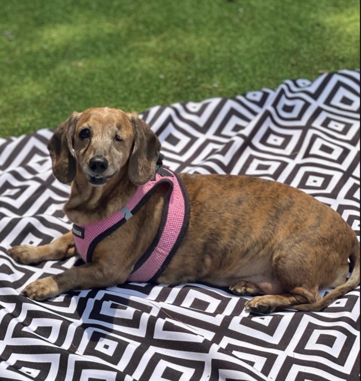 Enlarge Annie, an adopted Dachshund in Foster, RI image 2/5