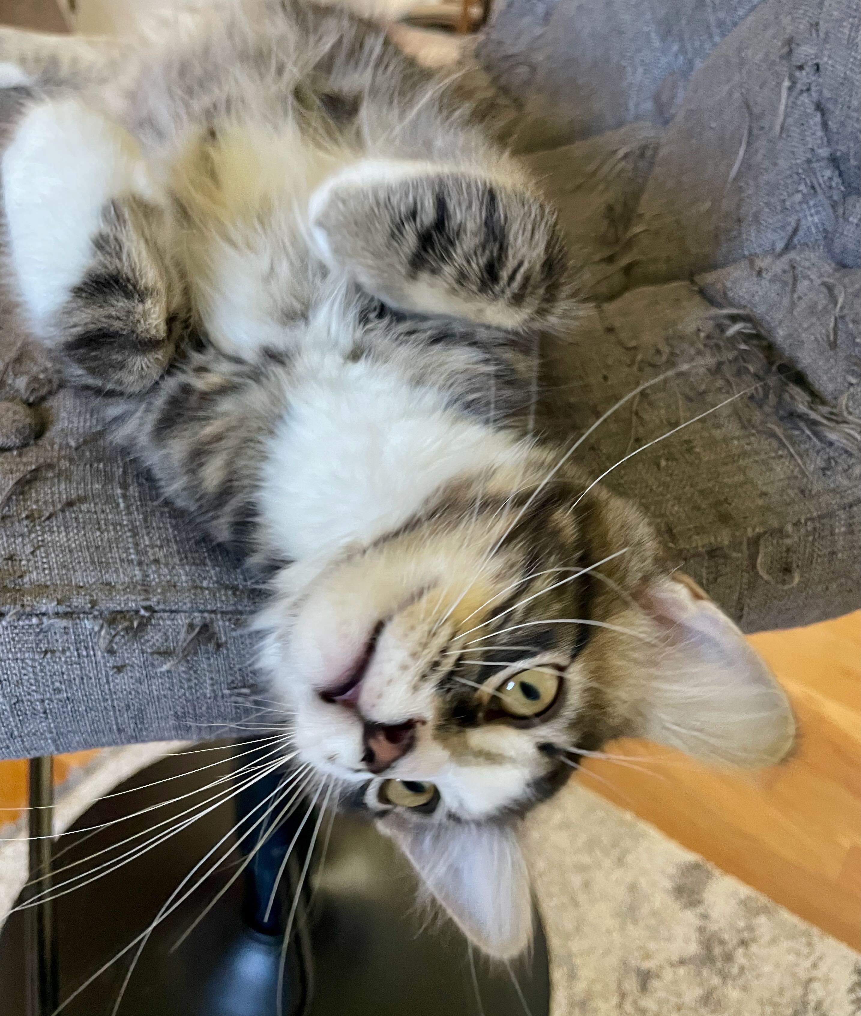 Enlarge Ozzy, an adopted Tabby in Portland, OR image 5/6