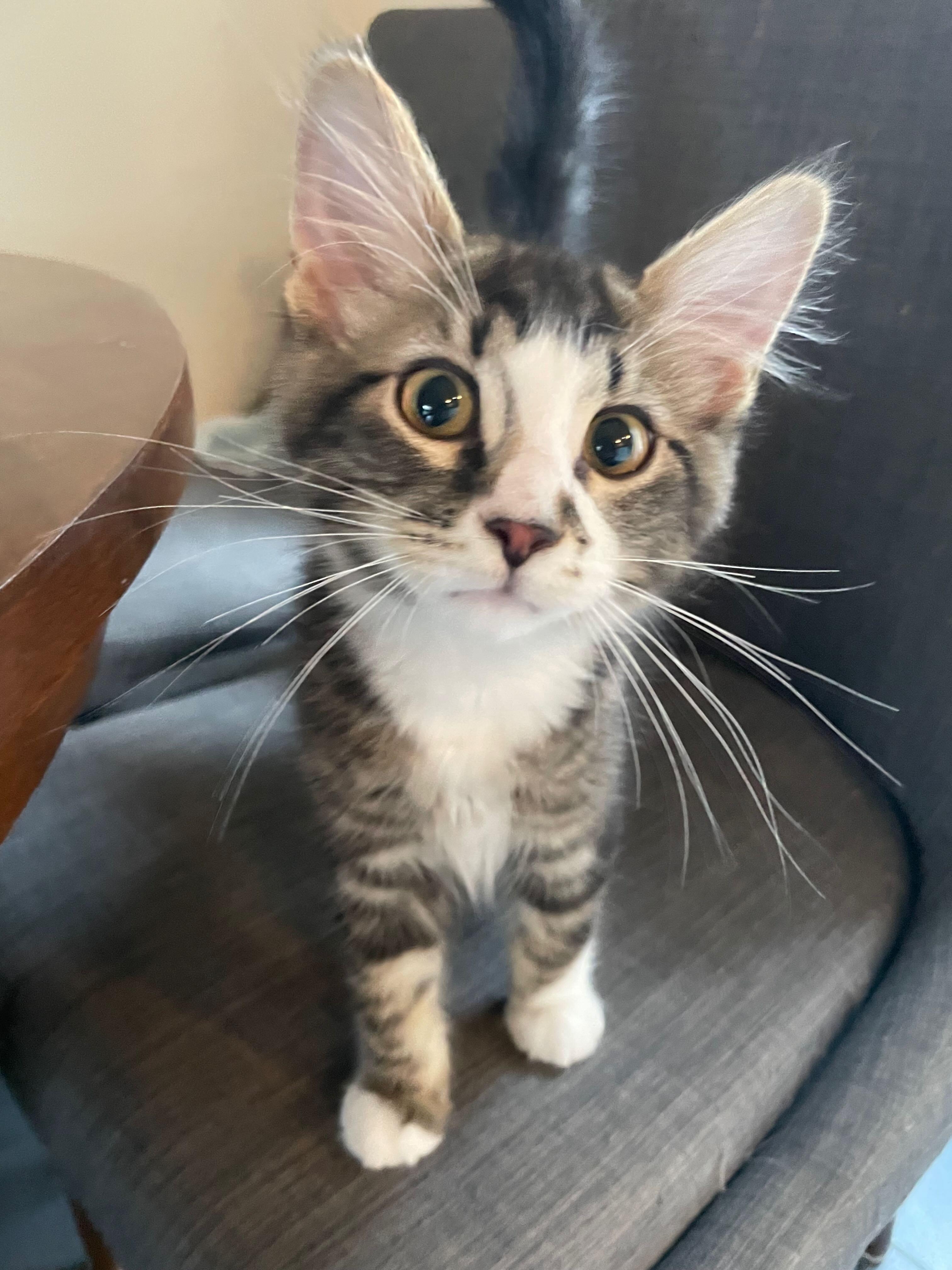 Enlarge Ozzy, an adopted Tabby in Portland, OR image 1/6
