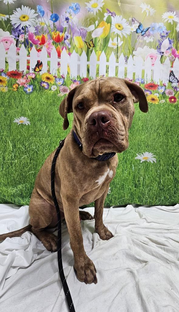Hades, Adoptable, Adult Male Boxer & Bullmastiff.