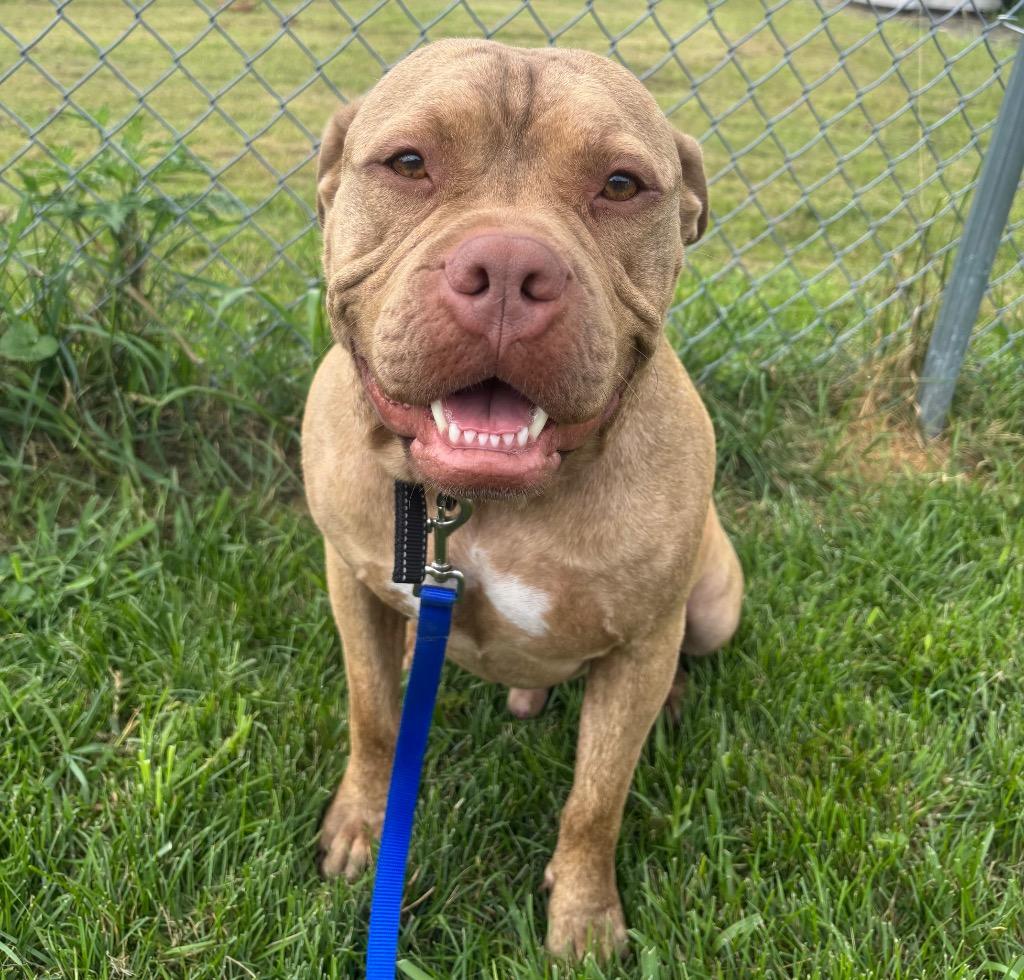 Enlarge Hades, a Adoptable mixed breed in Wabash, IN image 2/2