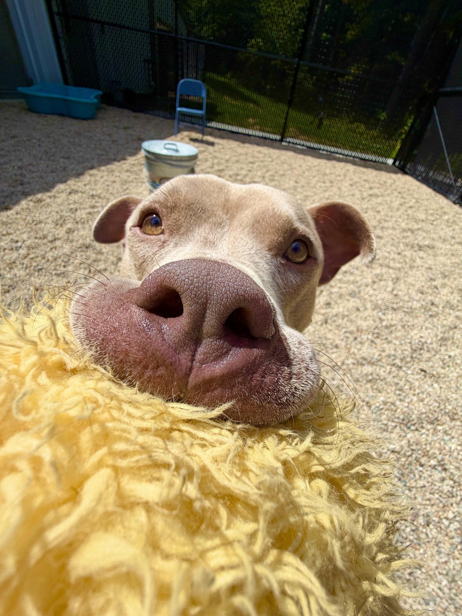 Simba, Adoptable, Adult Male Pit Bull Terrier.