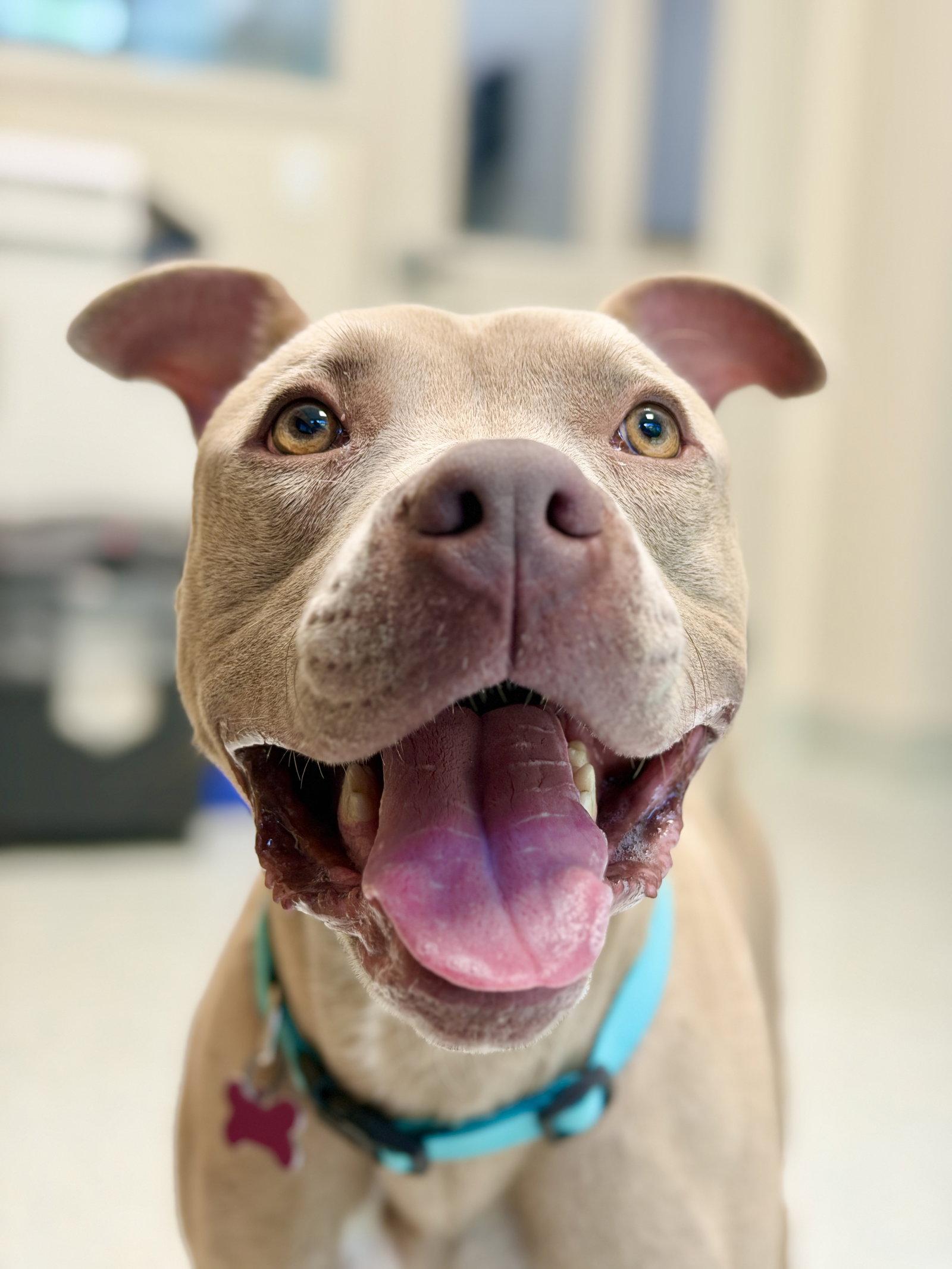 Enlarge Simba, a Adoptable Pit Bull Terrier in West Cornwall, CT image 2/3