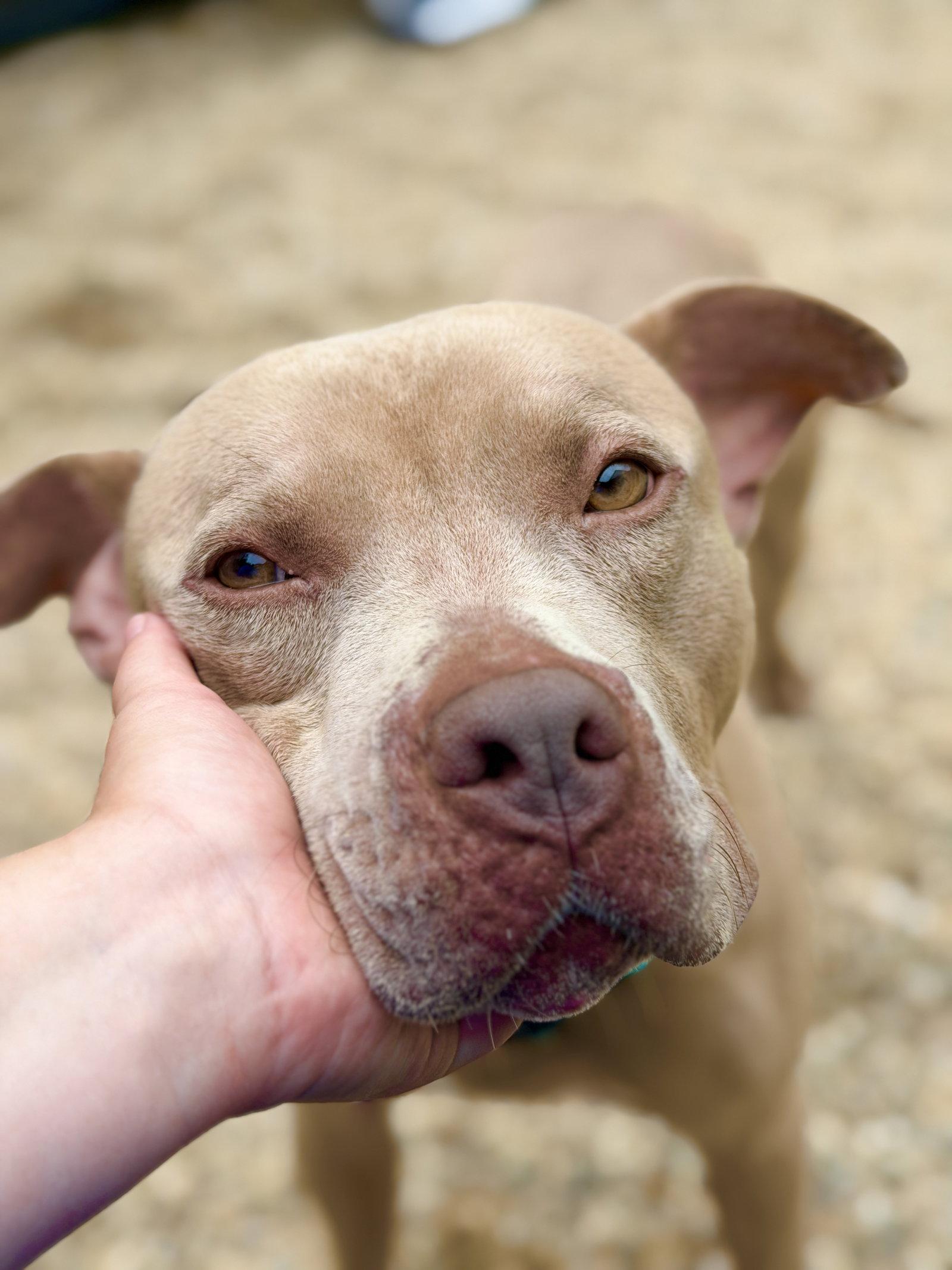 Enlarge Simba, a Adoptable Pit Bull Terrier in West Cornwall, CT image 3/3