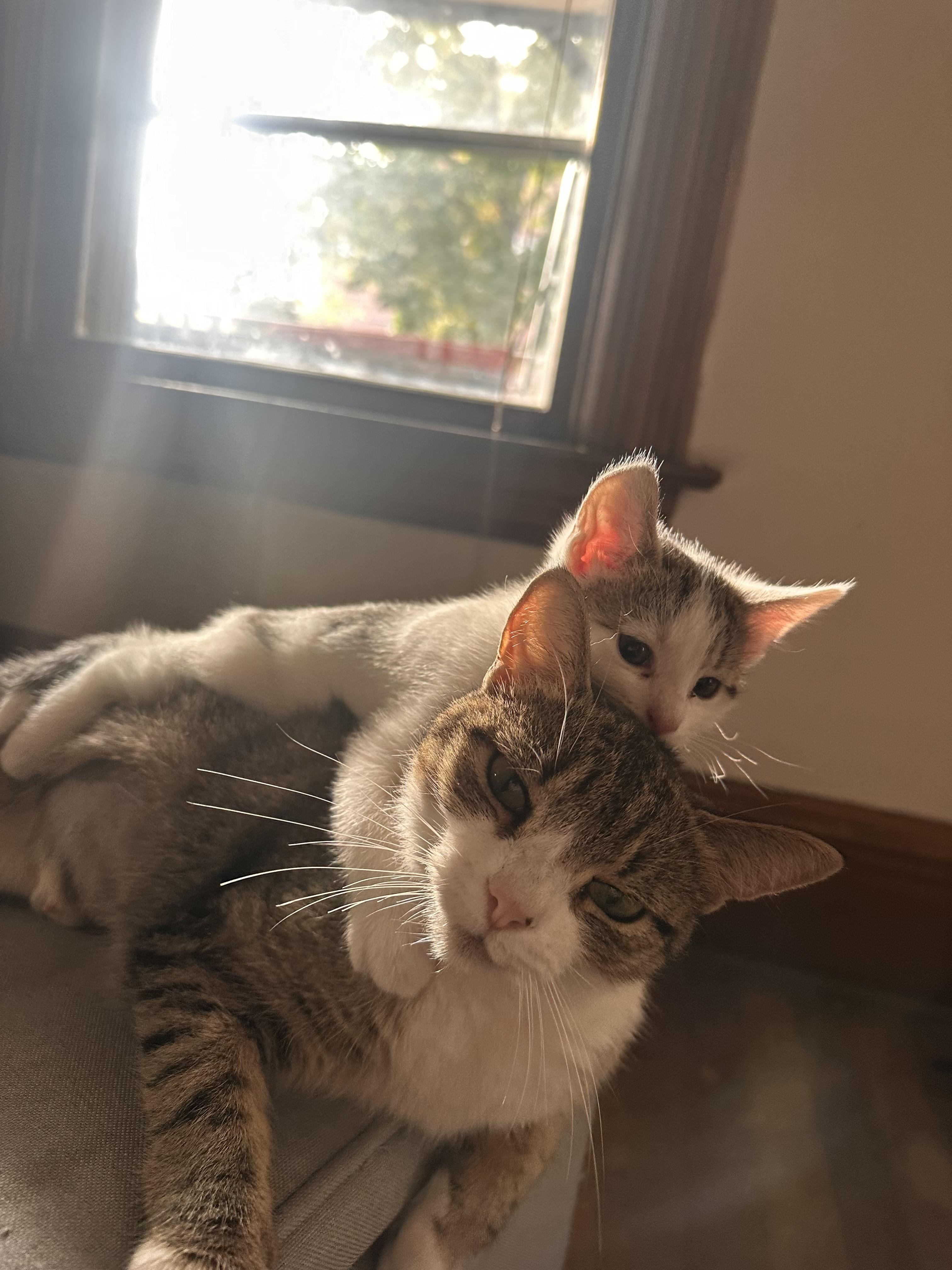 Enlarge Phoebe, a Adopted Domestic Short Hair in Burlington, VT image 1/5