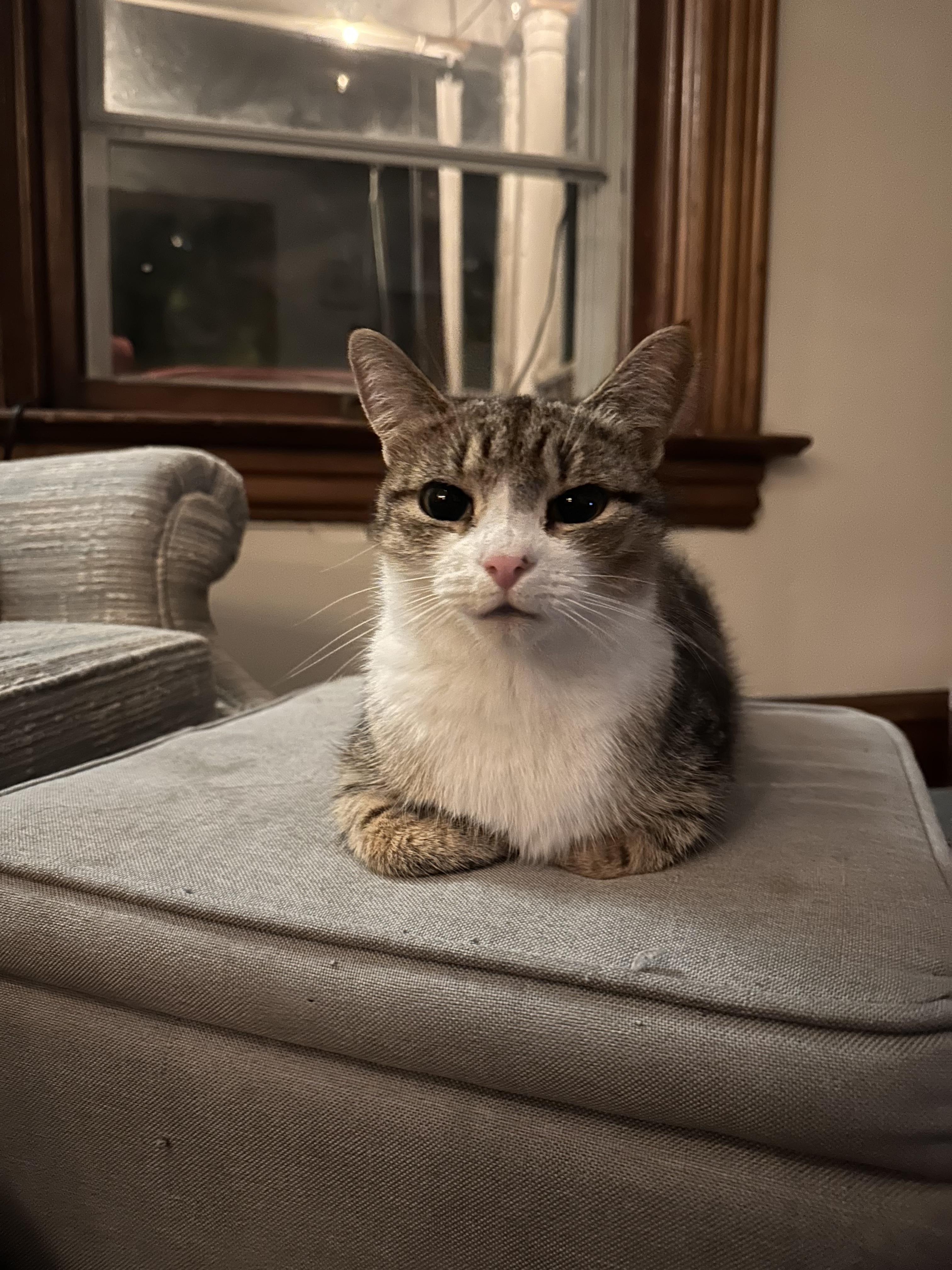 Enlarge Phoebe, a Adopted Domestic Short Hair in Burlington, VT image 2/5