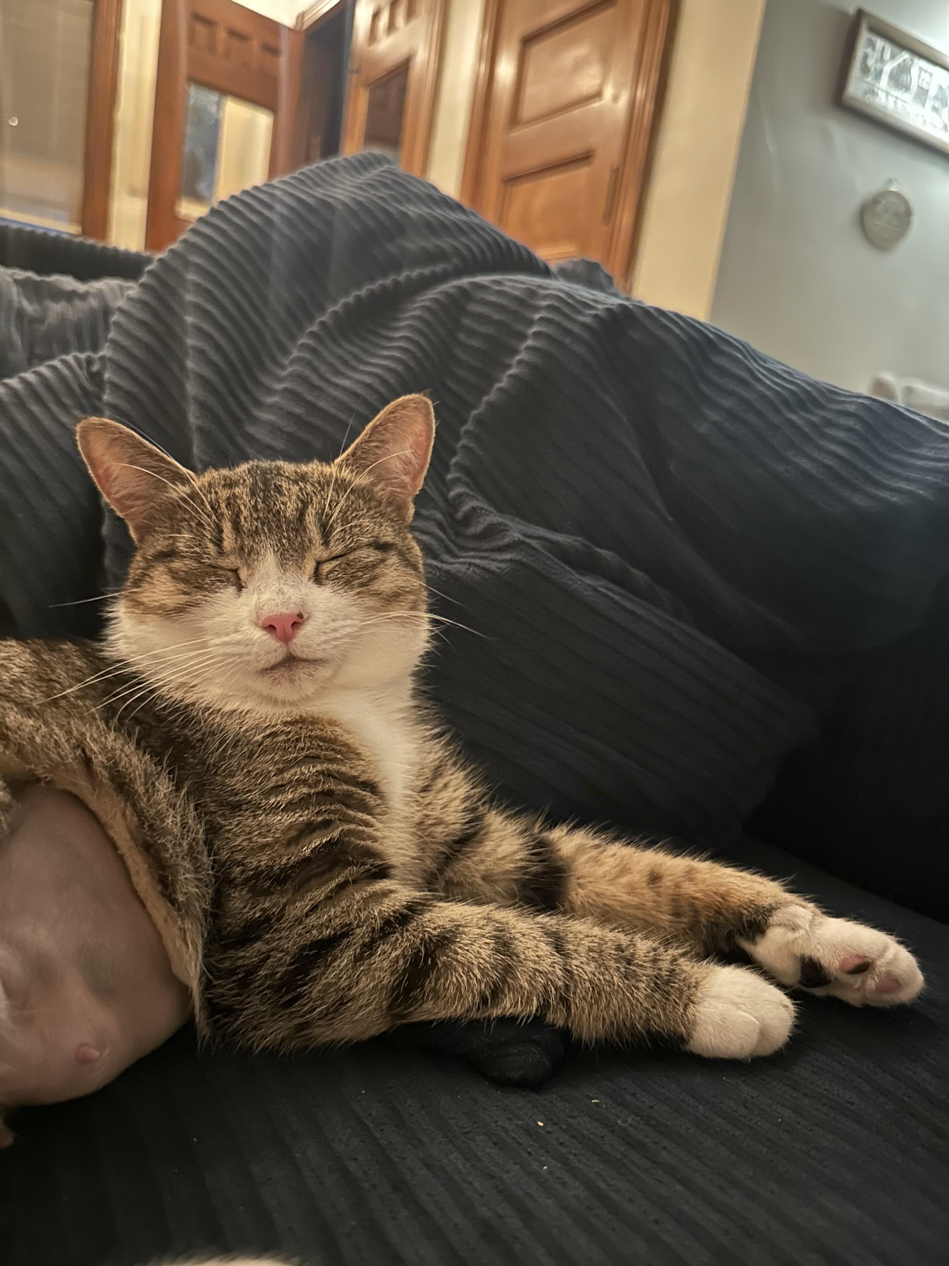 Enlarge Phoebe, a Adopted Domestic Short Hair in Burlington, VT image 5/5