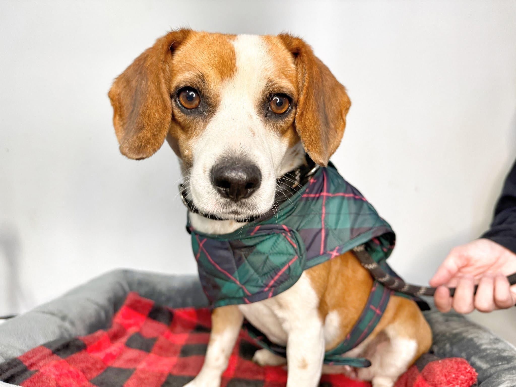 Logan, ADOPTABLE, Young Female Beagle.